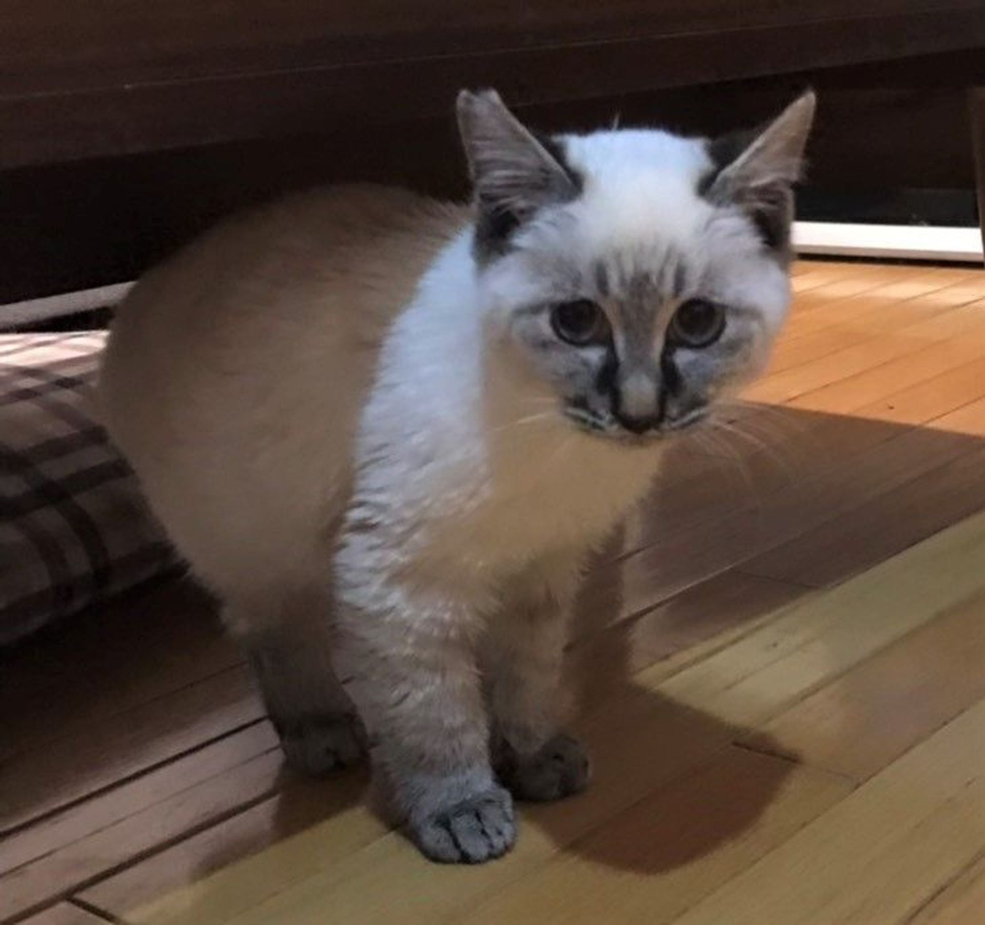 雑種（ミックス猫）・メスの里親募集の写真