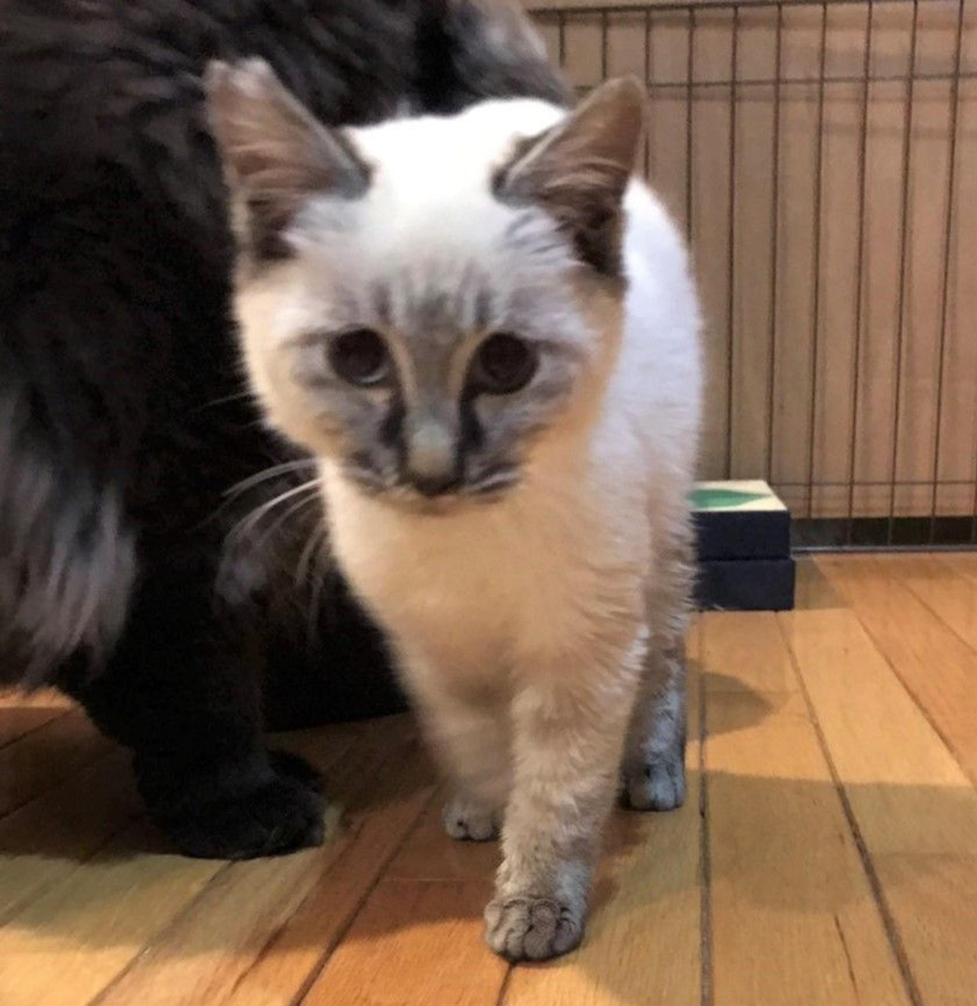 pet-image-3