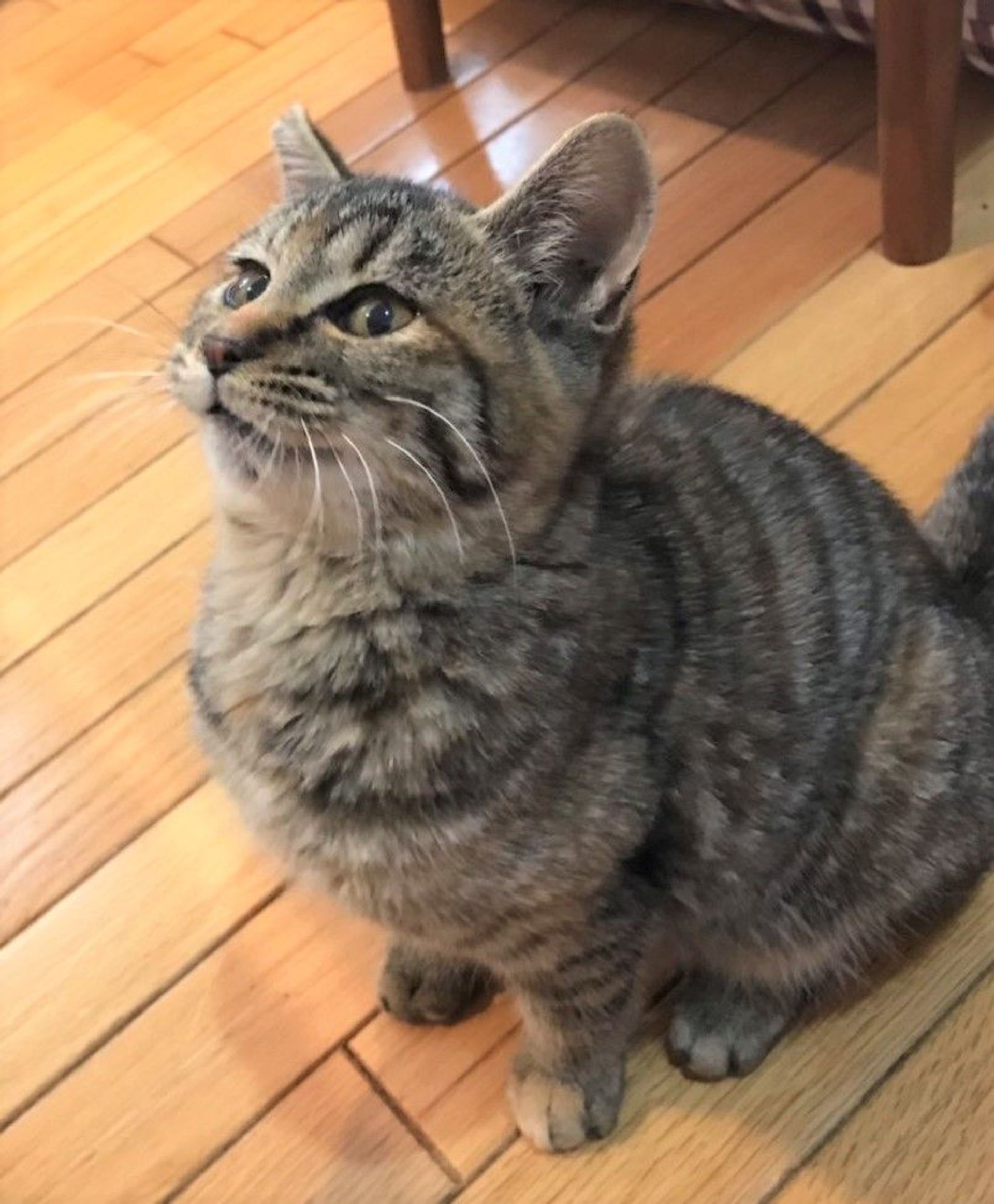 雑種（ミックス猫）・メスの里親募集の写真
