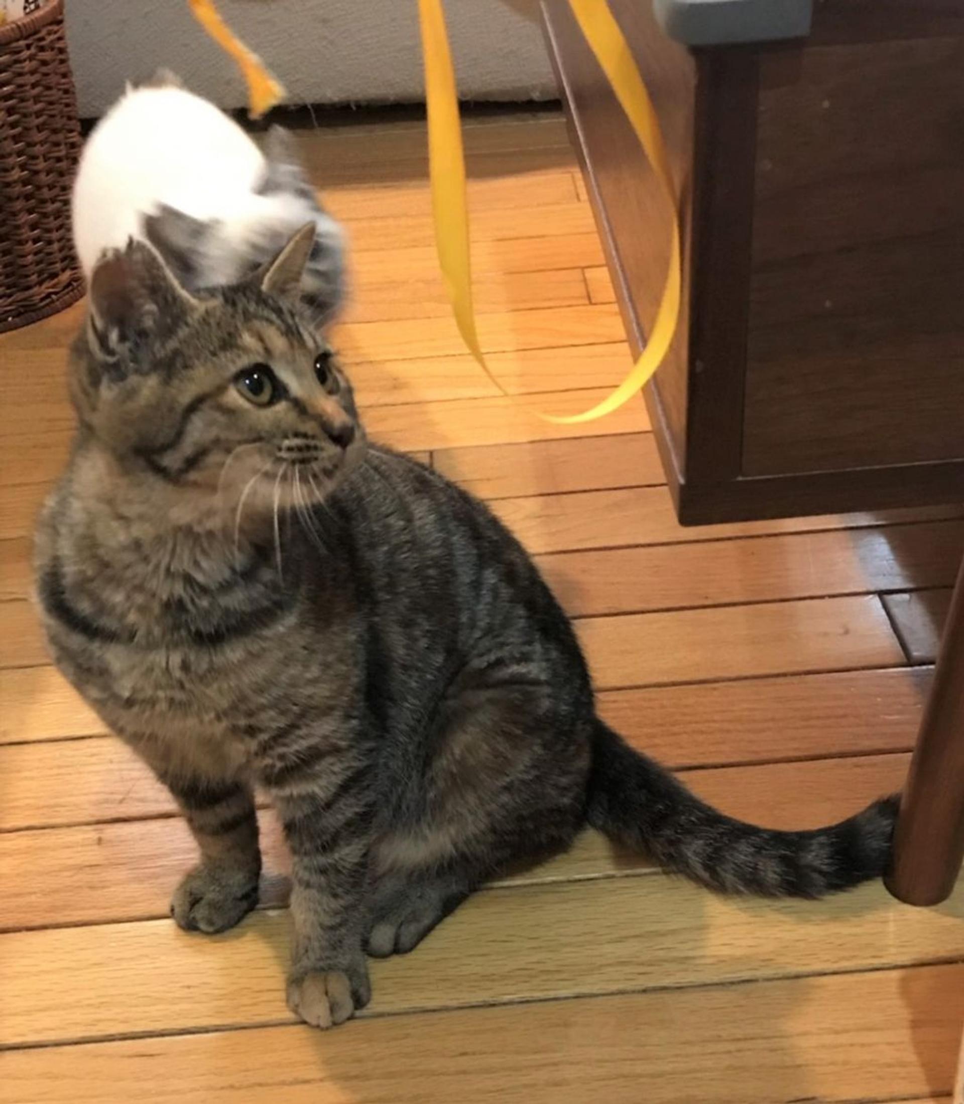 pet-image-4
