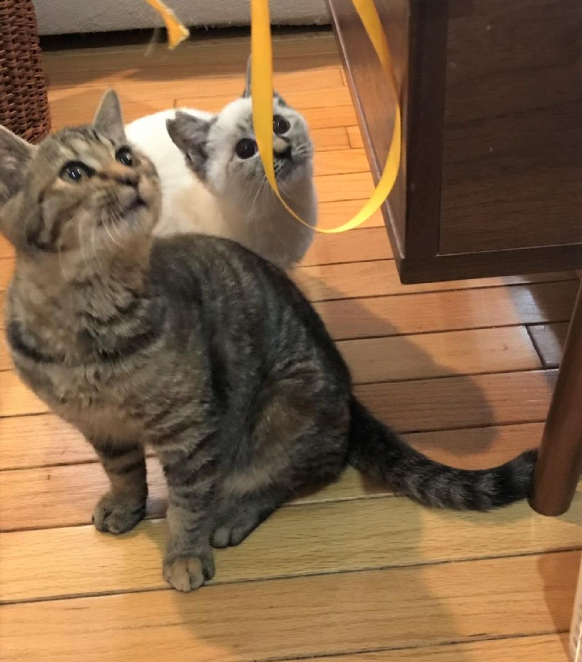 pet-image-2