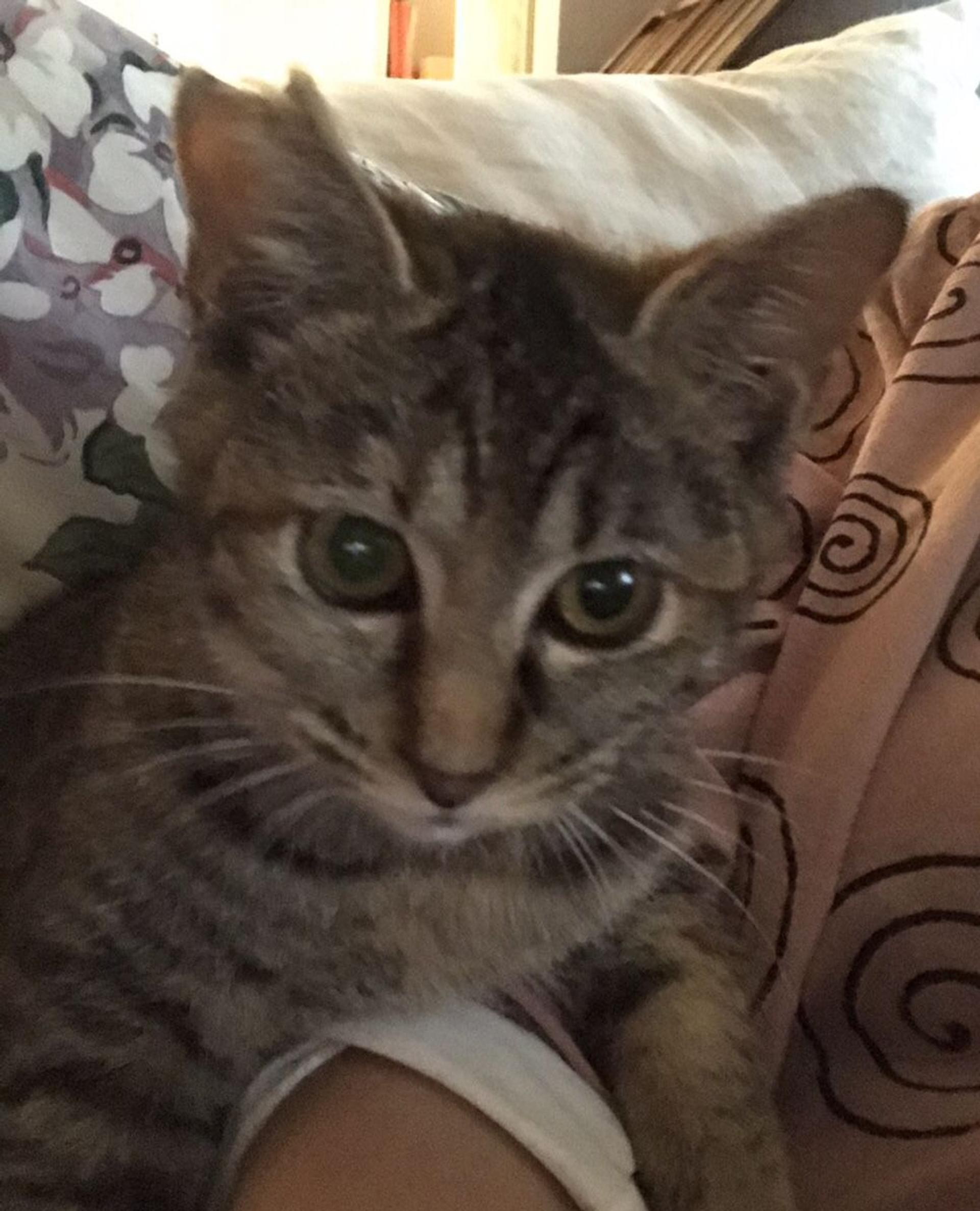 pet-image-3