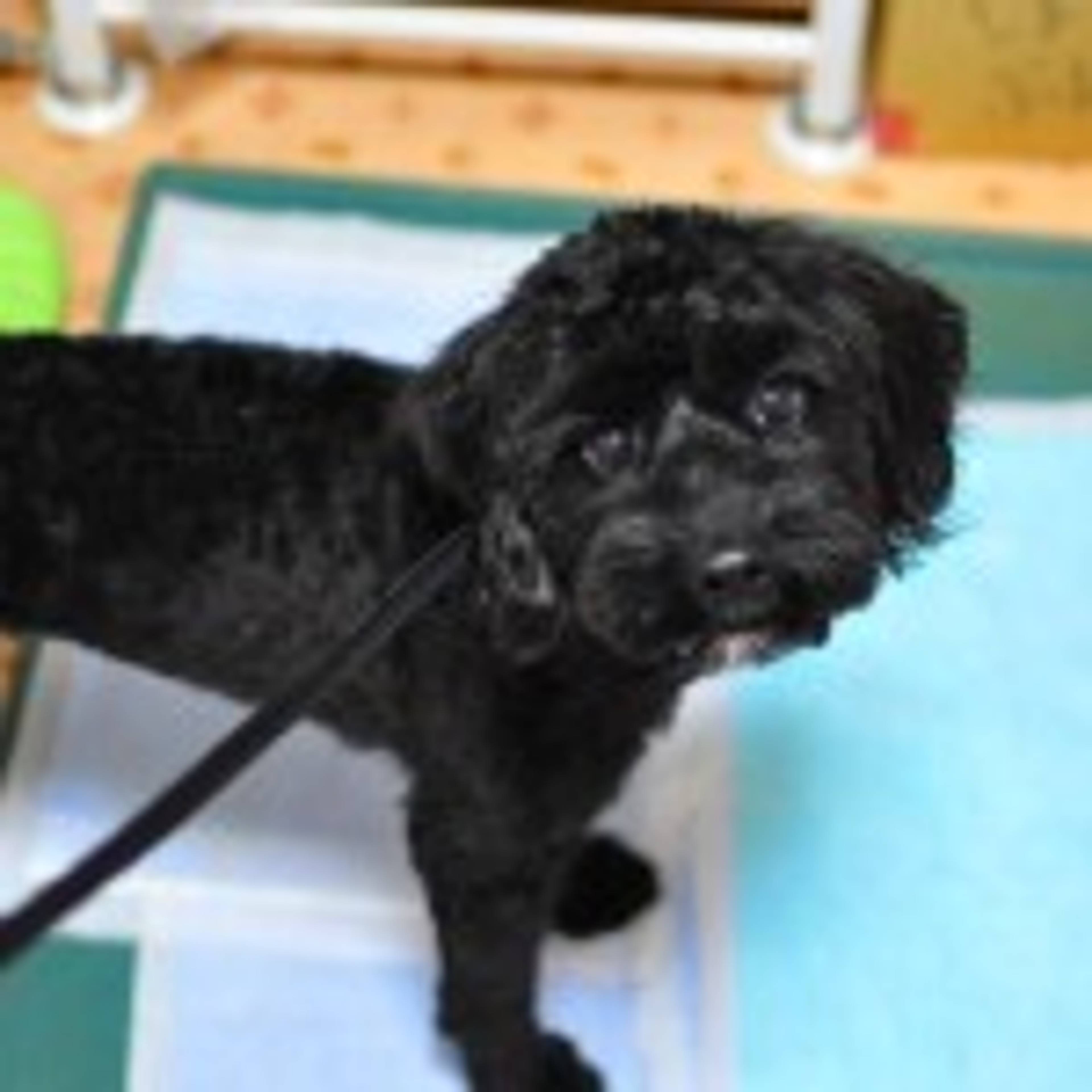 雑種（ミックス犬）・メスの里親募集の写真
