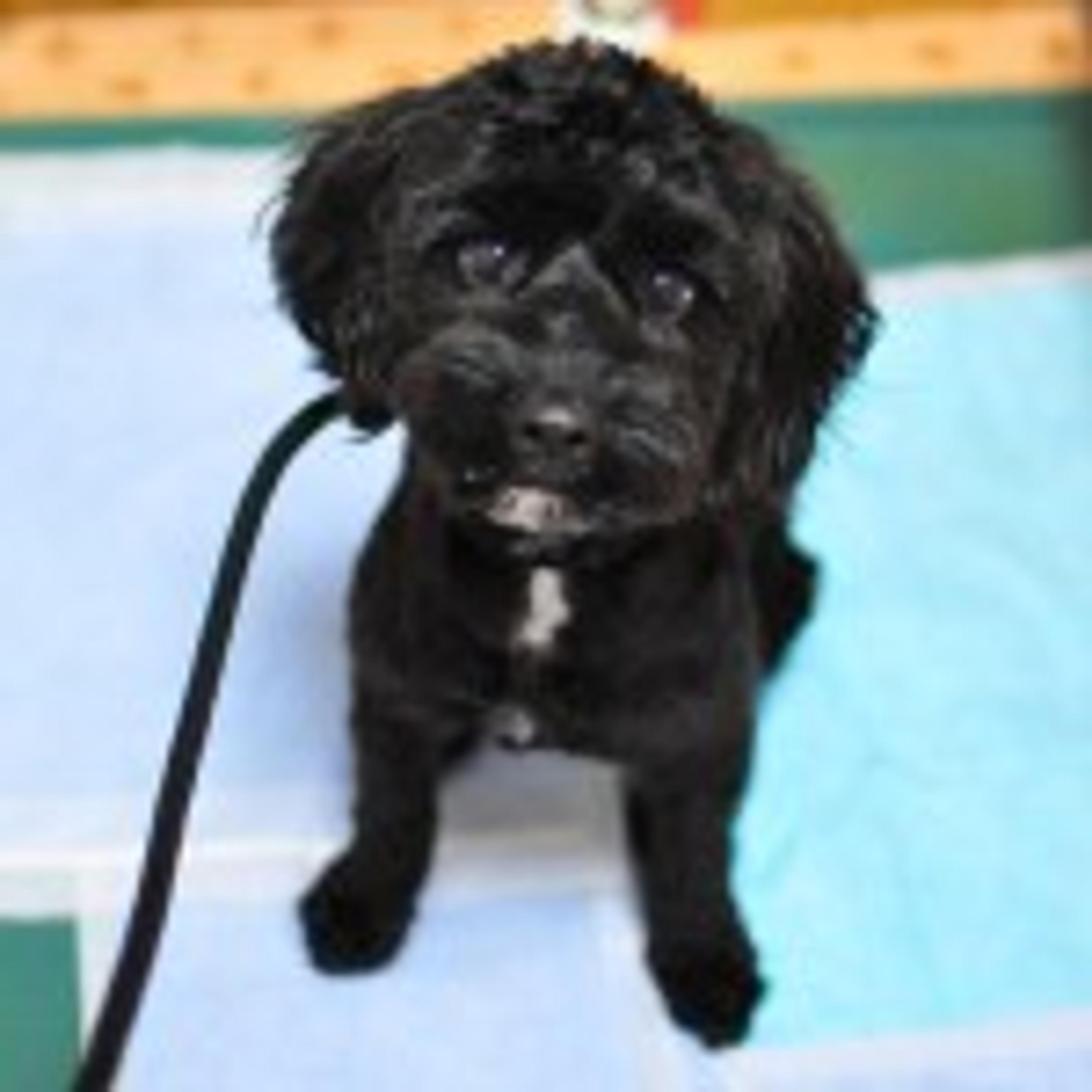 pet-image-2