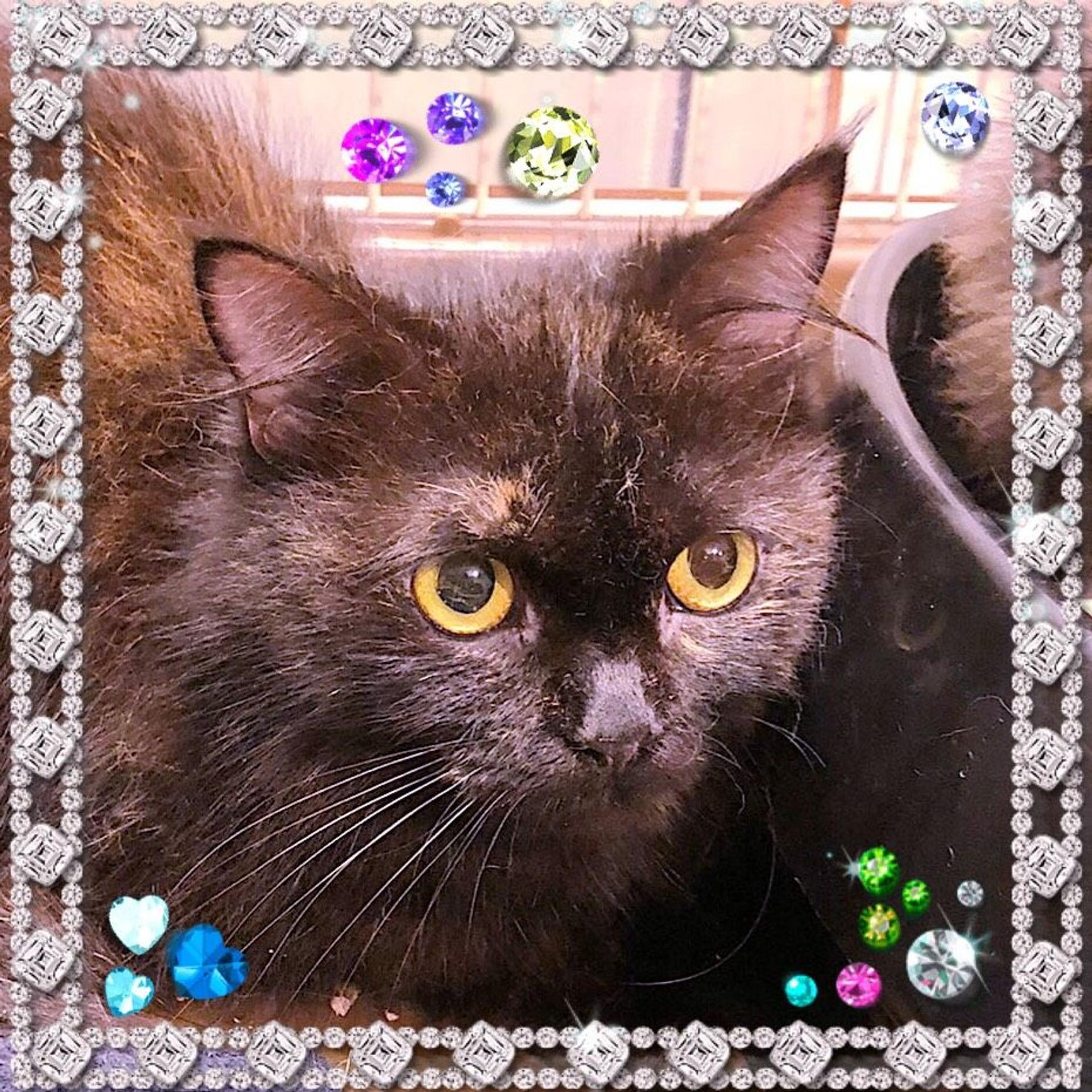 pet-image-2