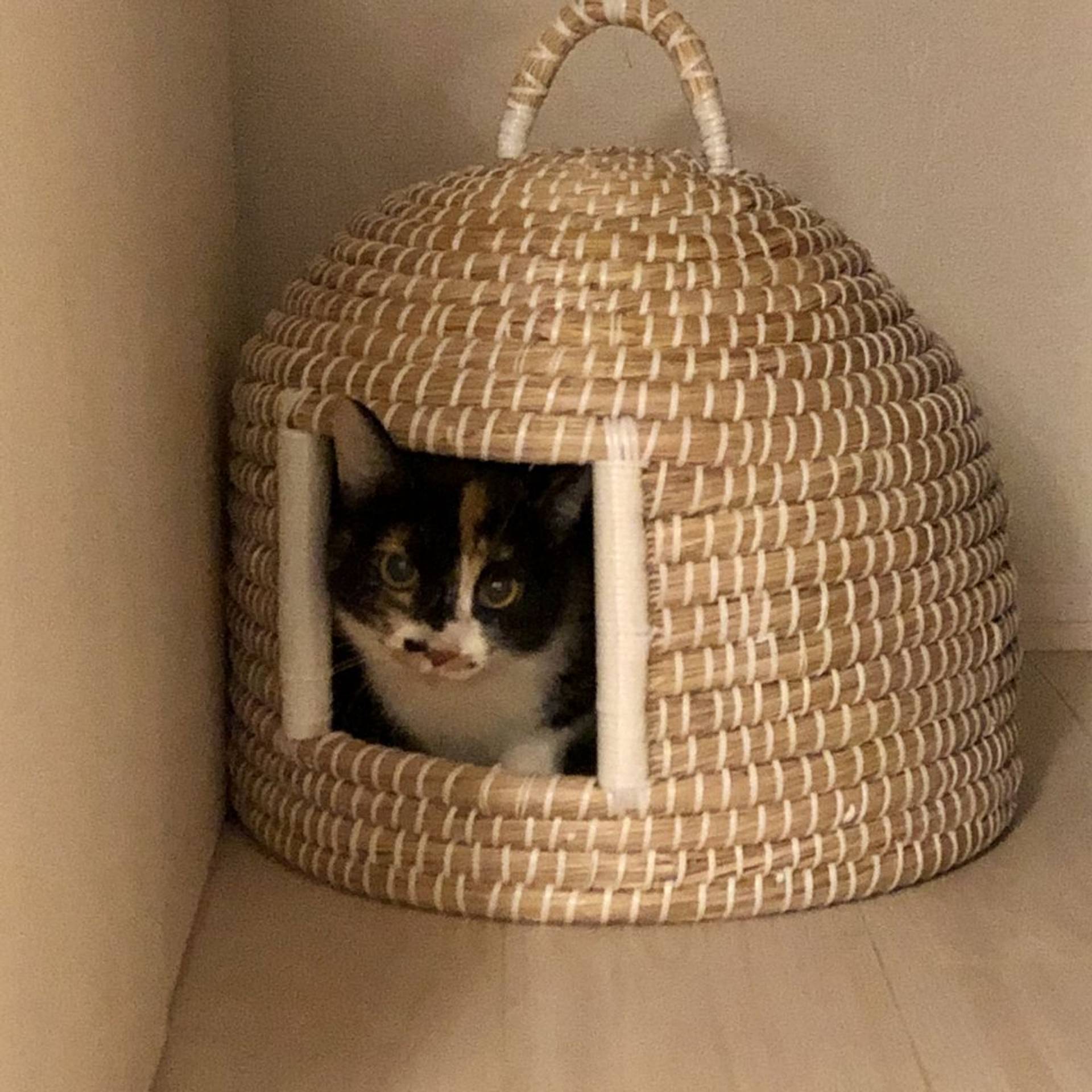 雑種（ミックス猫）・メスの里親募集の写真