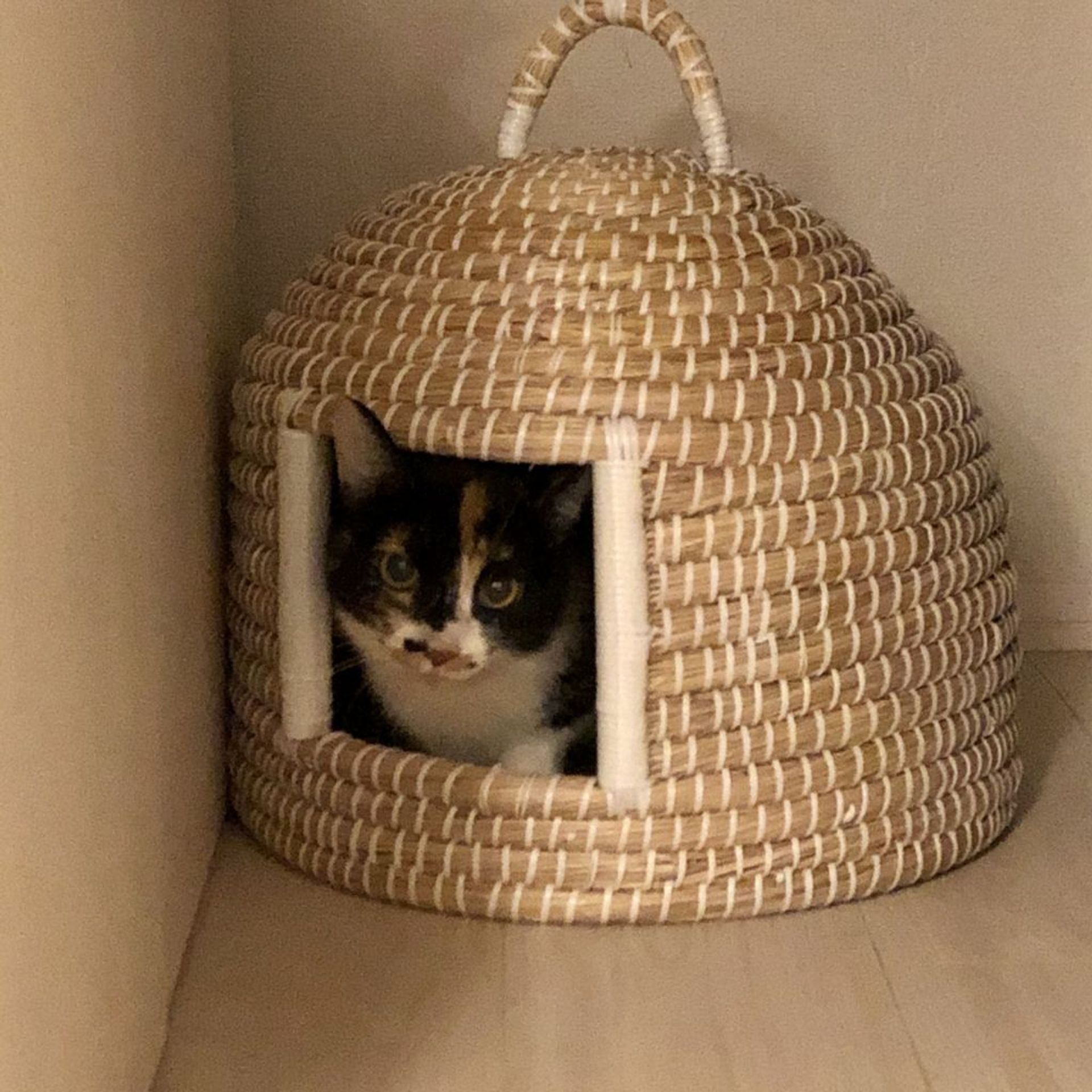 雑種（ミックス猫）・メスの里親募集の写真