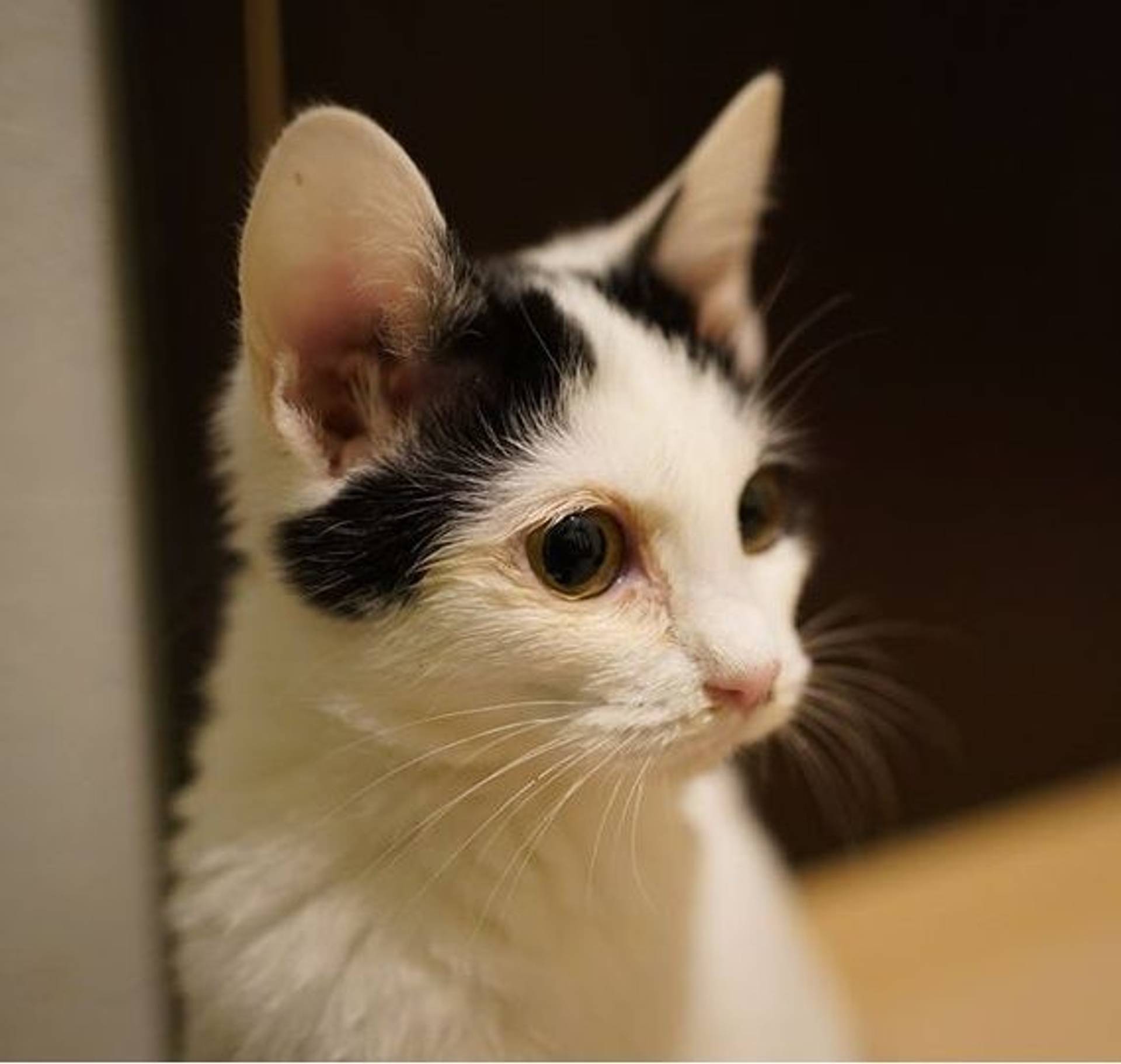 雑種（ミックス猫）・オスの里親募集の写真