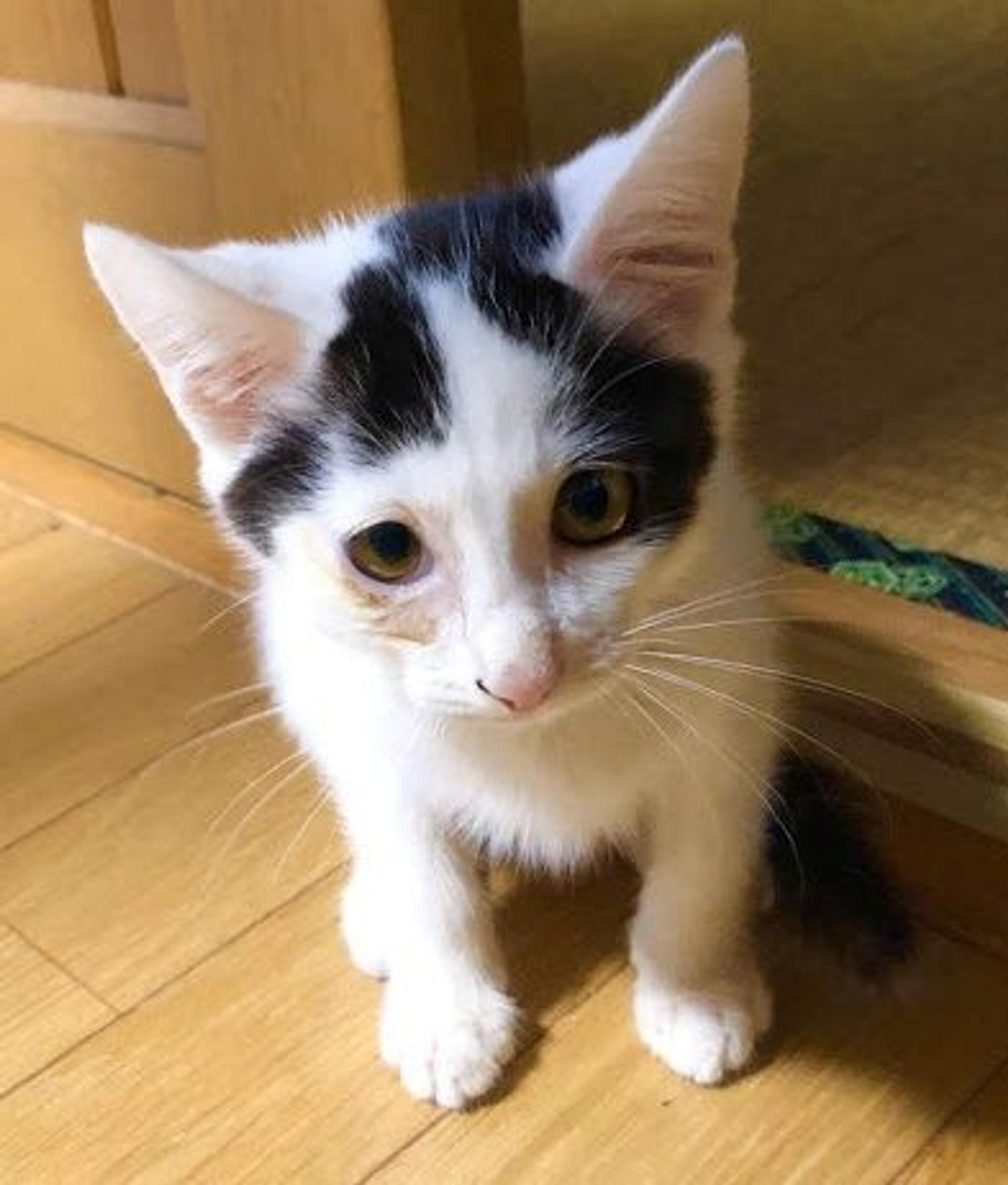 pet-image-2