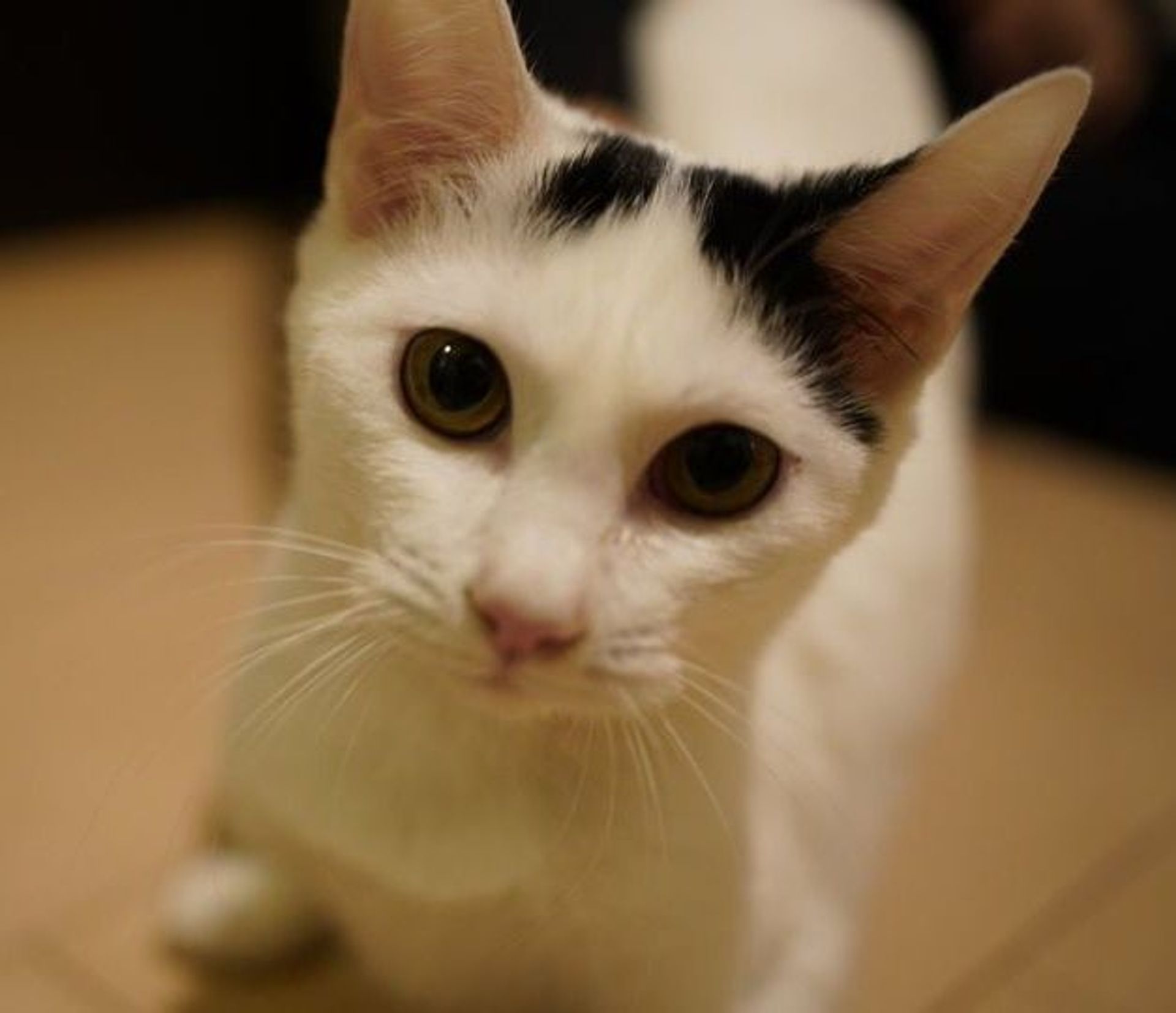 雑種（ミックス猫）・メスの里親募集の写真