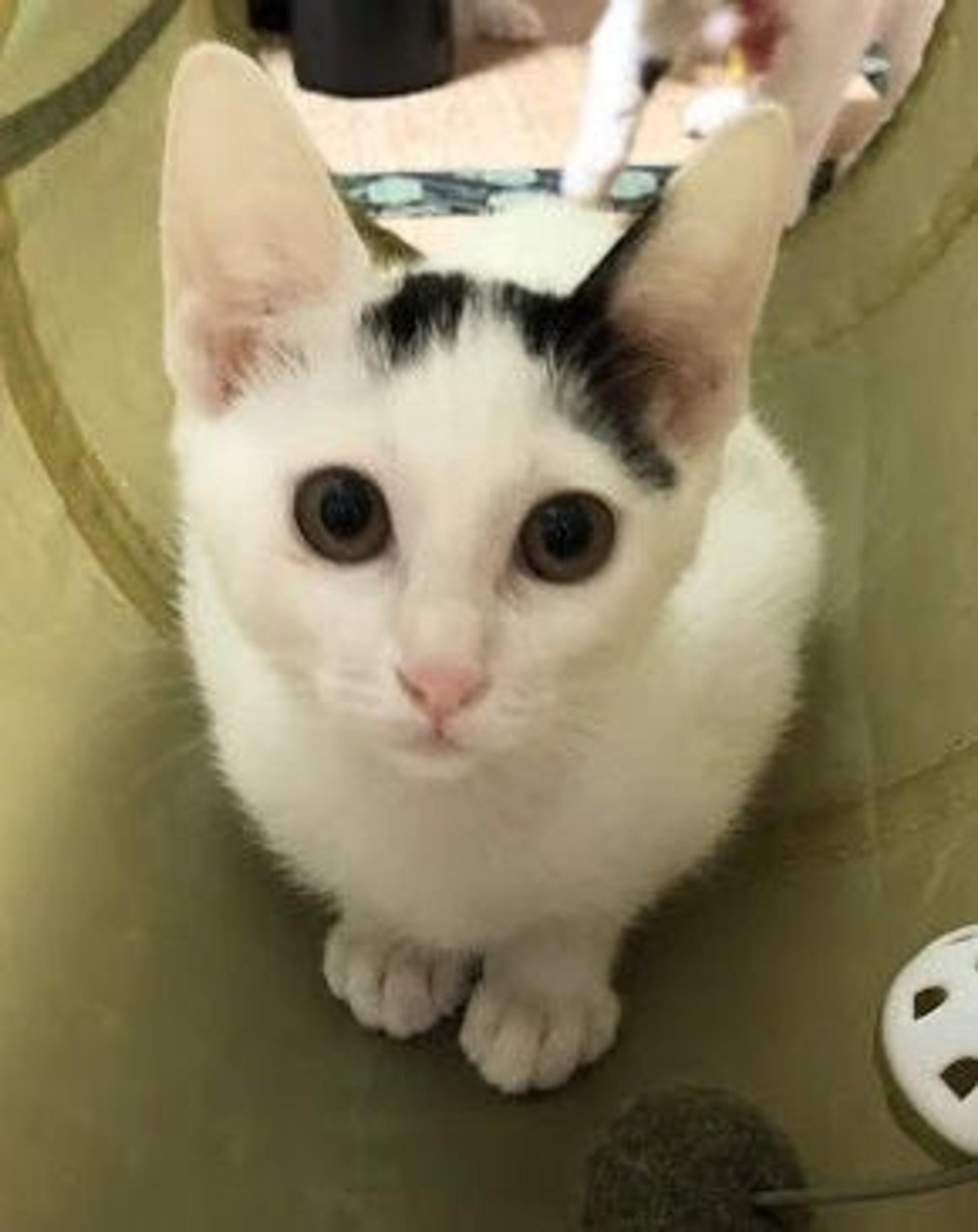 pet-image-2