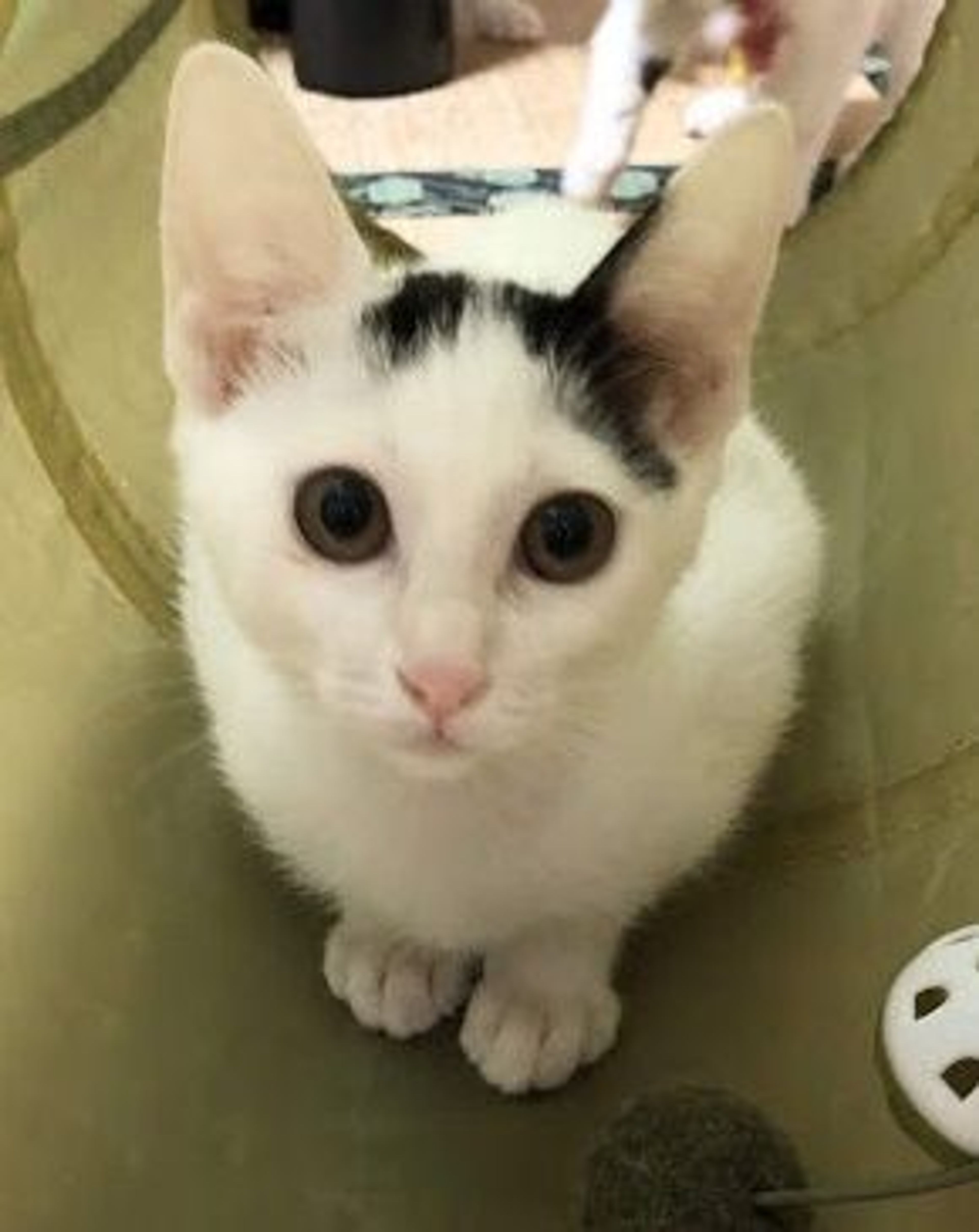pet-image-2