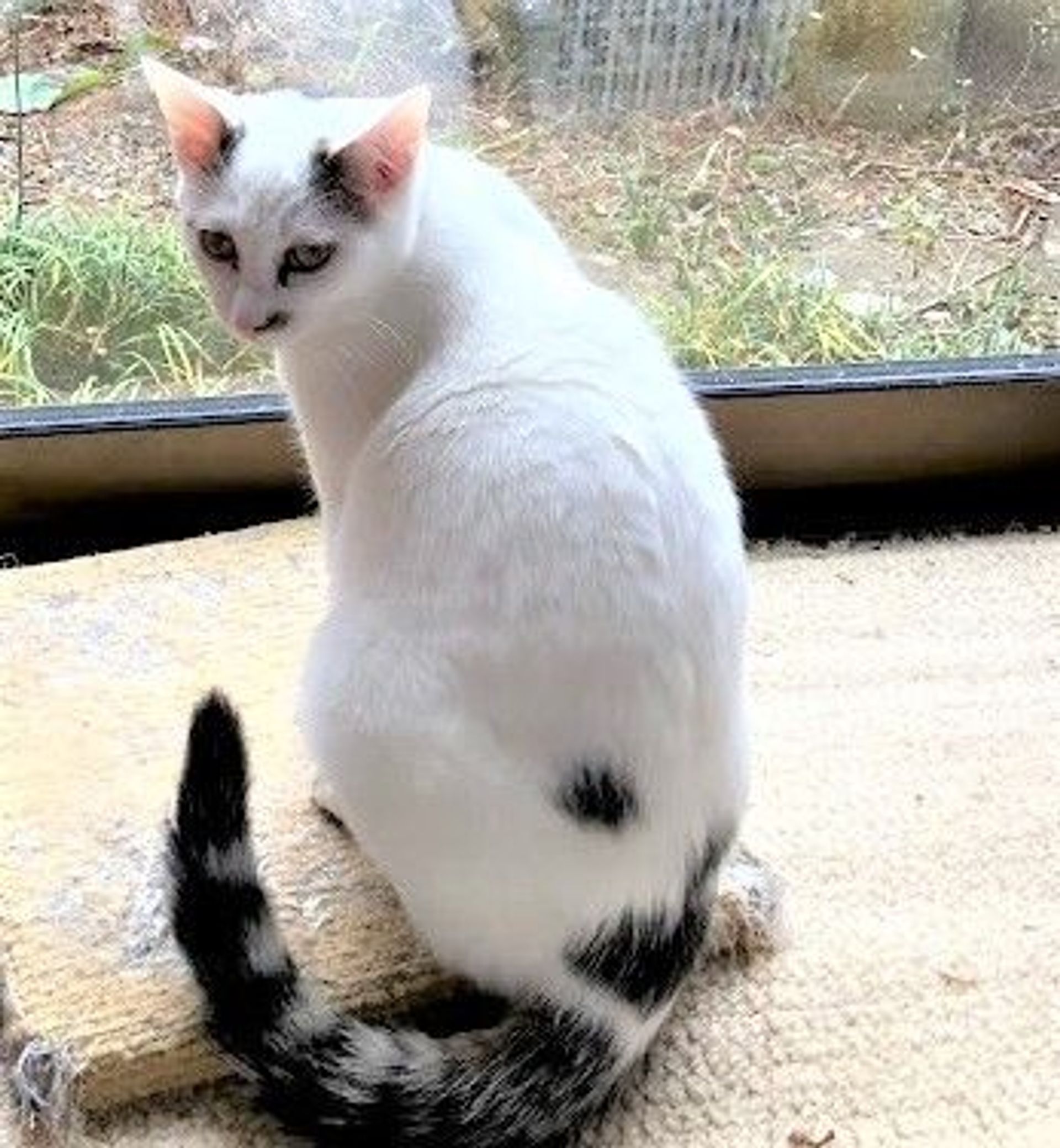 雑種（ミックス猫）・オスの里親募集の写真