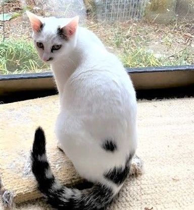 漱石（そうせき）の写真
