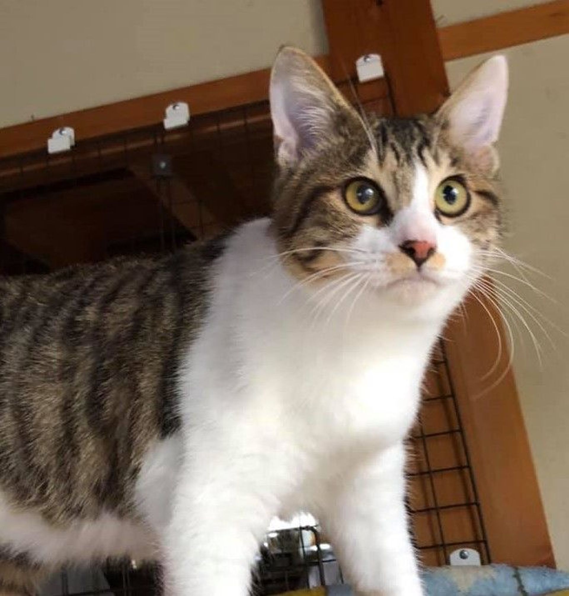 雑種（ミックス猫）・オスの里親募集の写真