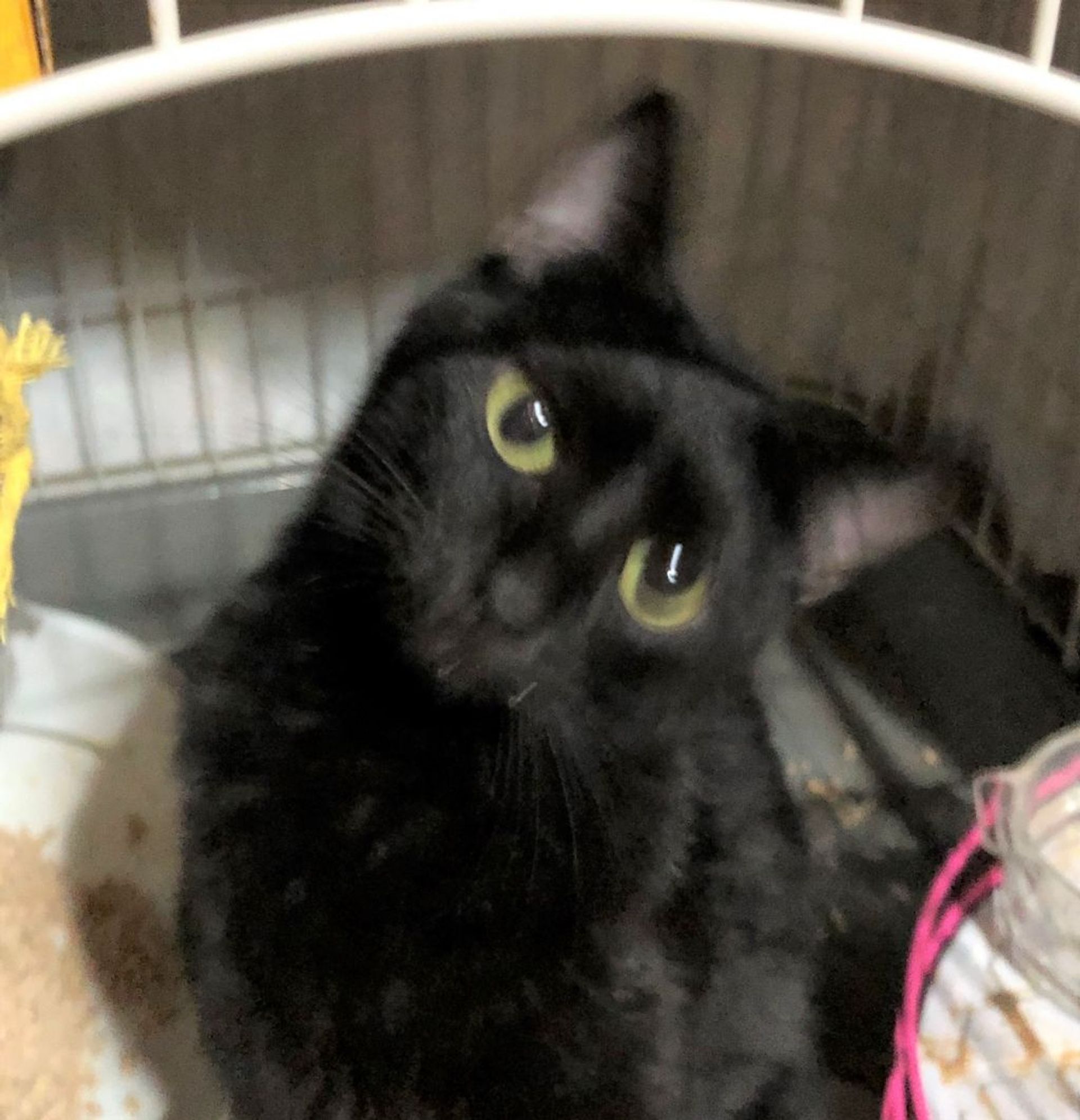 雑種（ミックス猫）・メスの里親募集の写真