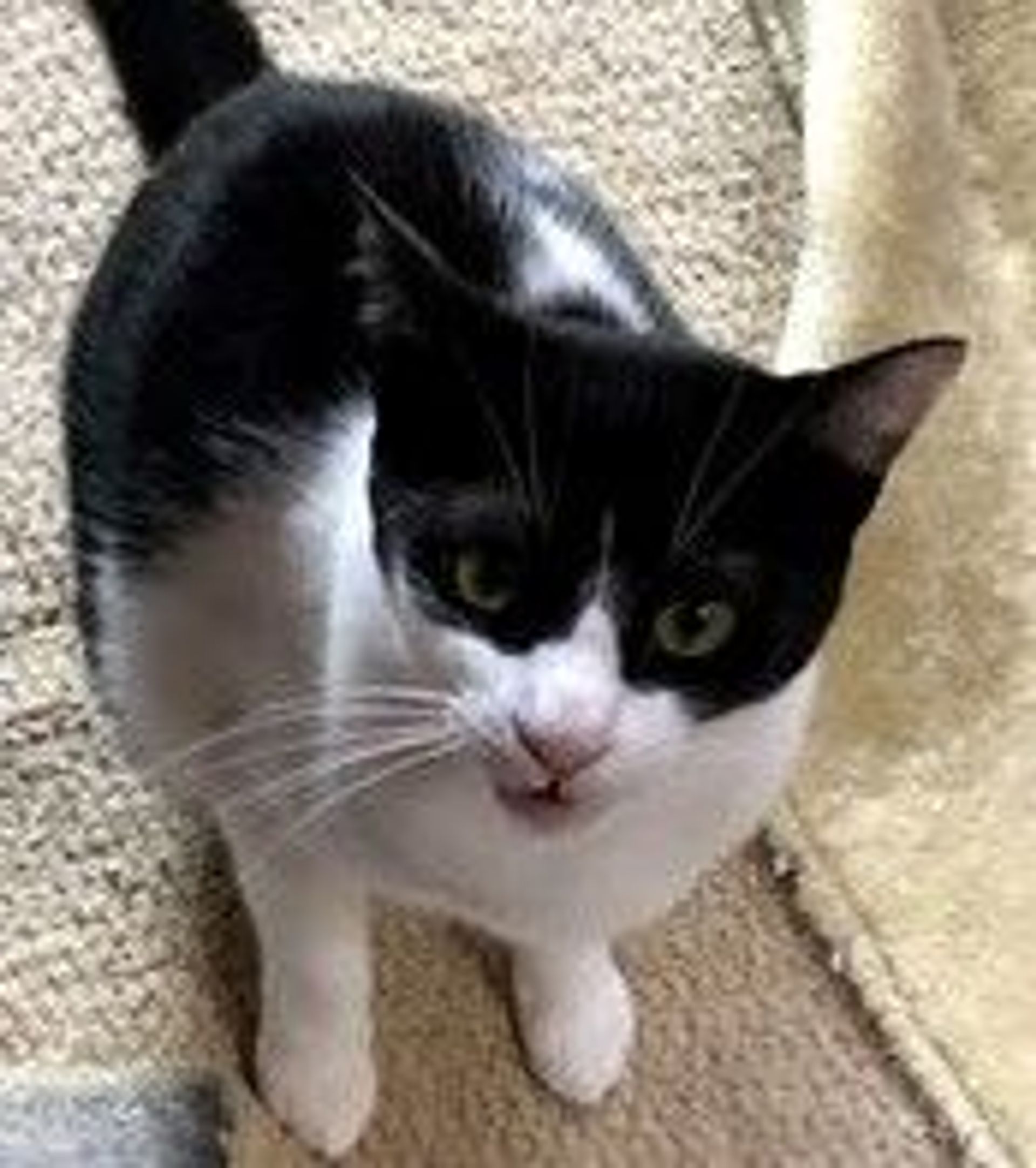 雑種（ミックス猫）・メスの里親募集の写真