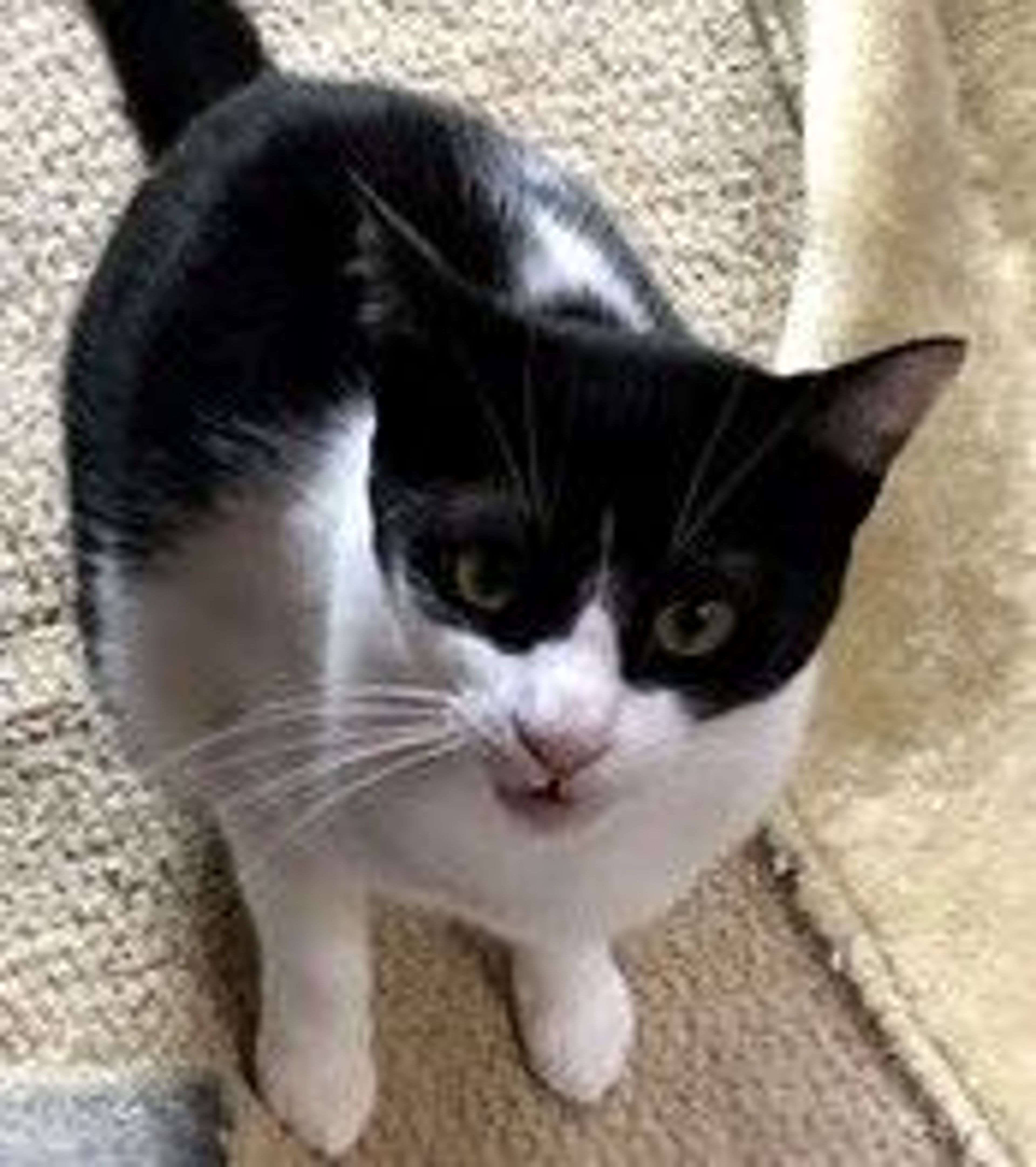 雑種（ミックス猫）・メスの里親募集の写真