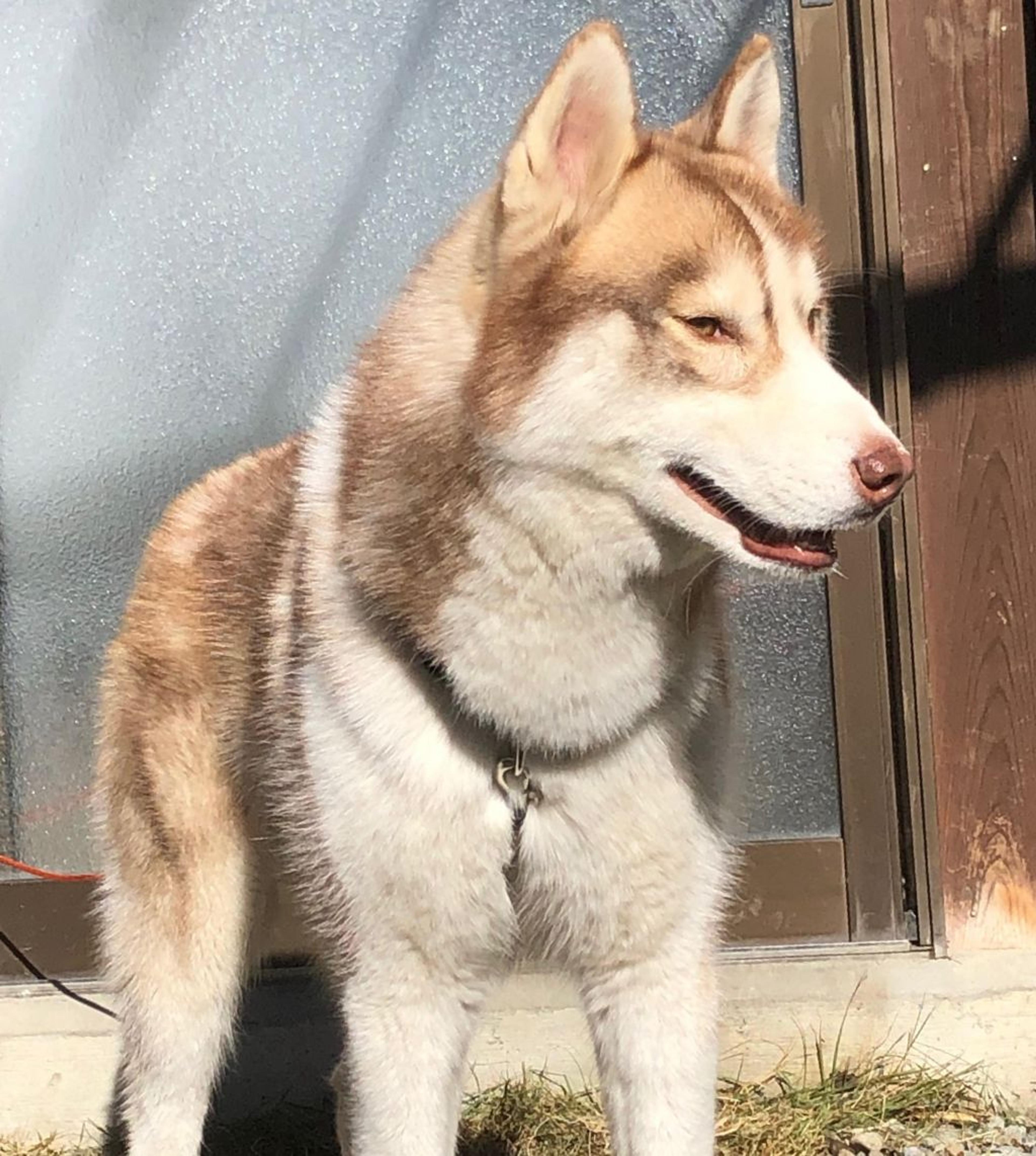pet-image-2