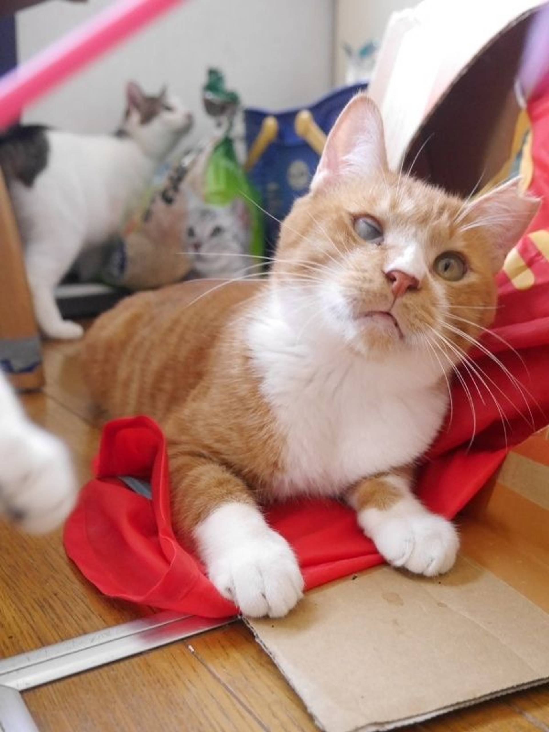 雑種（ミックス猫）・オスの里親募集の写真