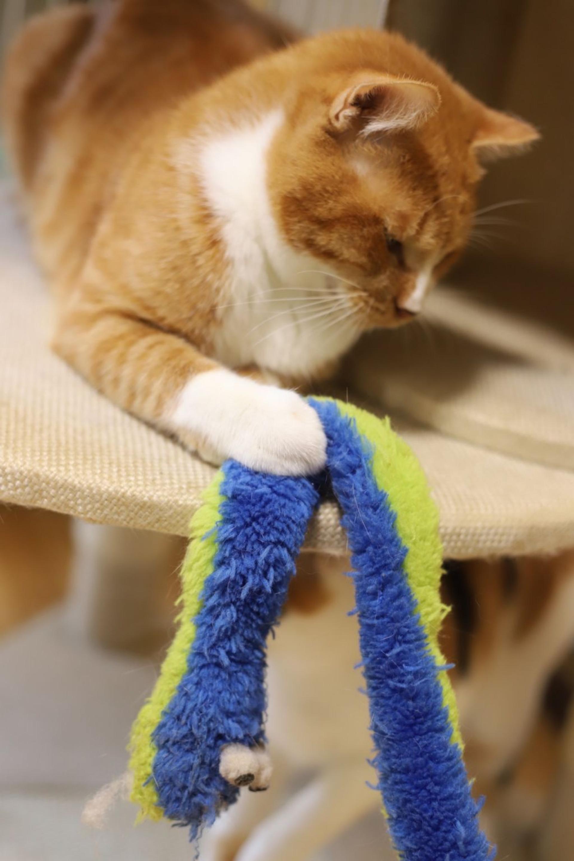 pet-image-5
