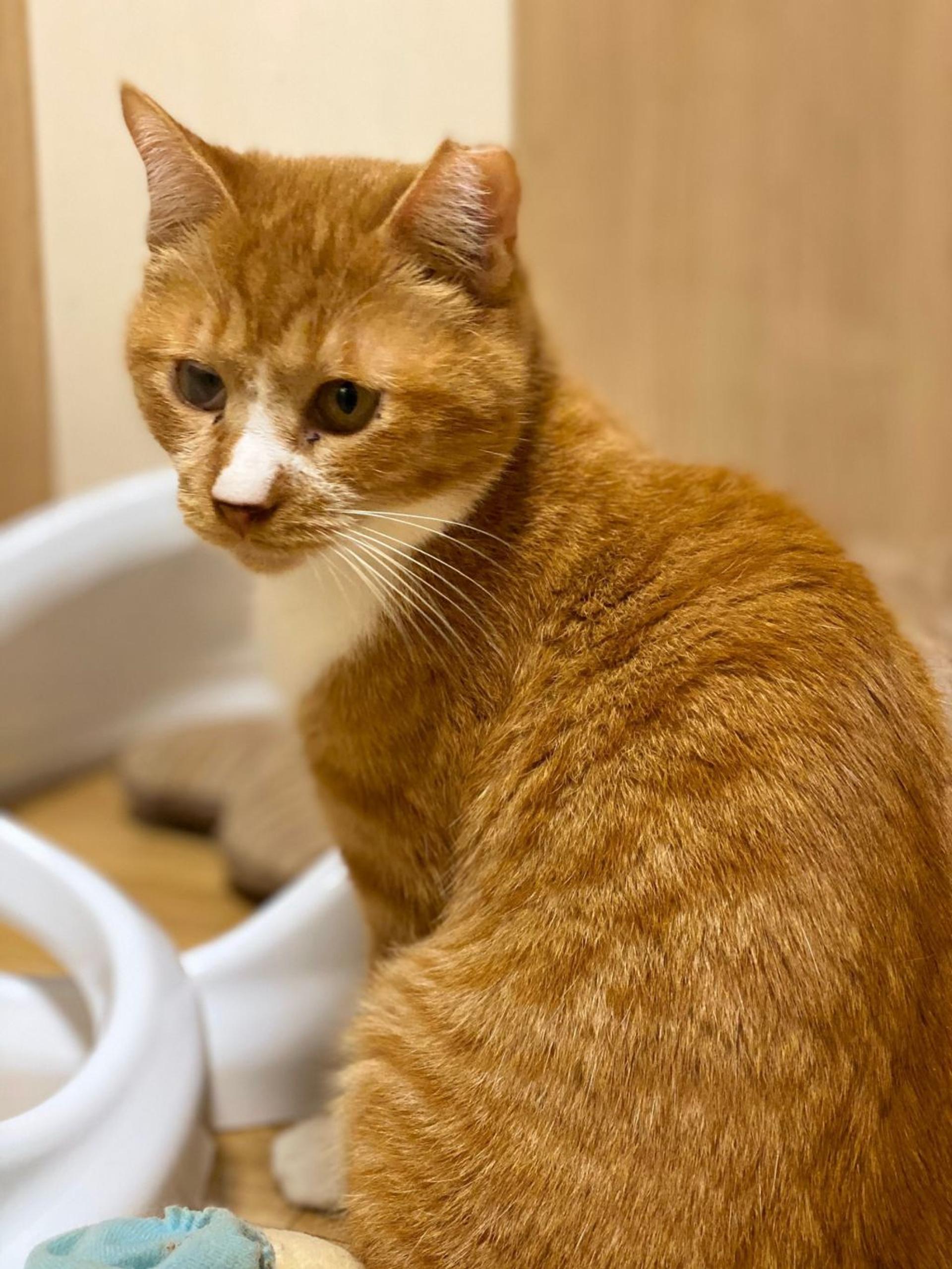 pet-image-6