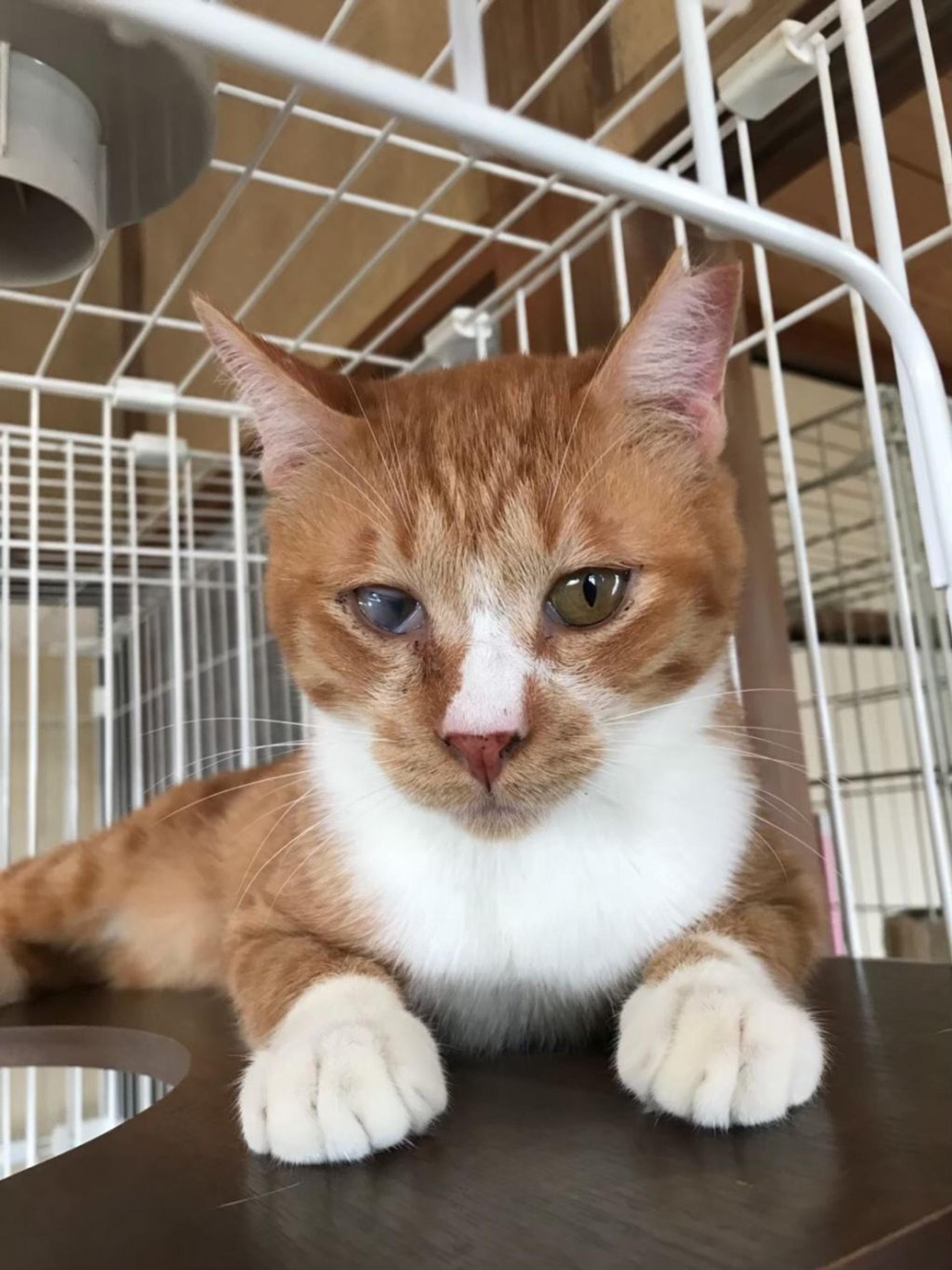 pet-image-7