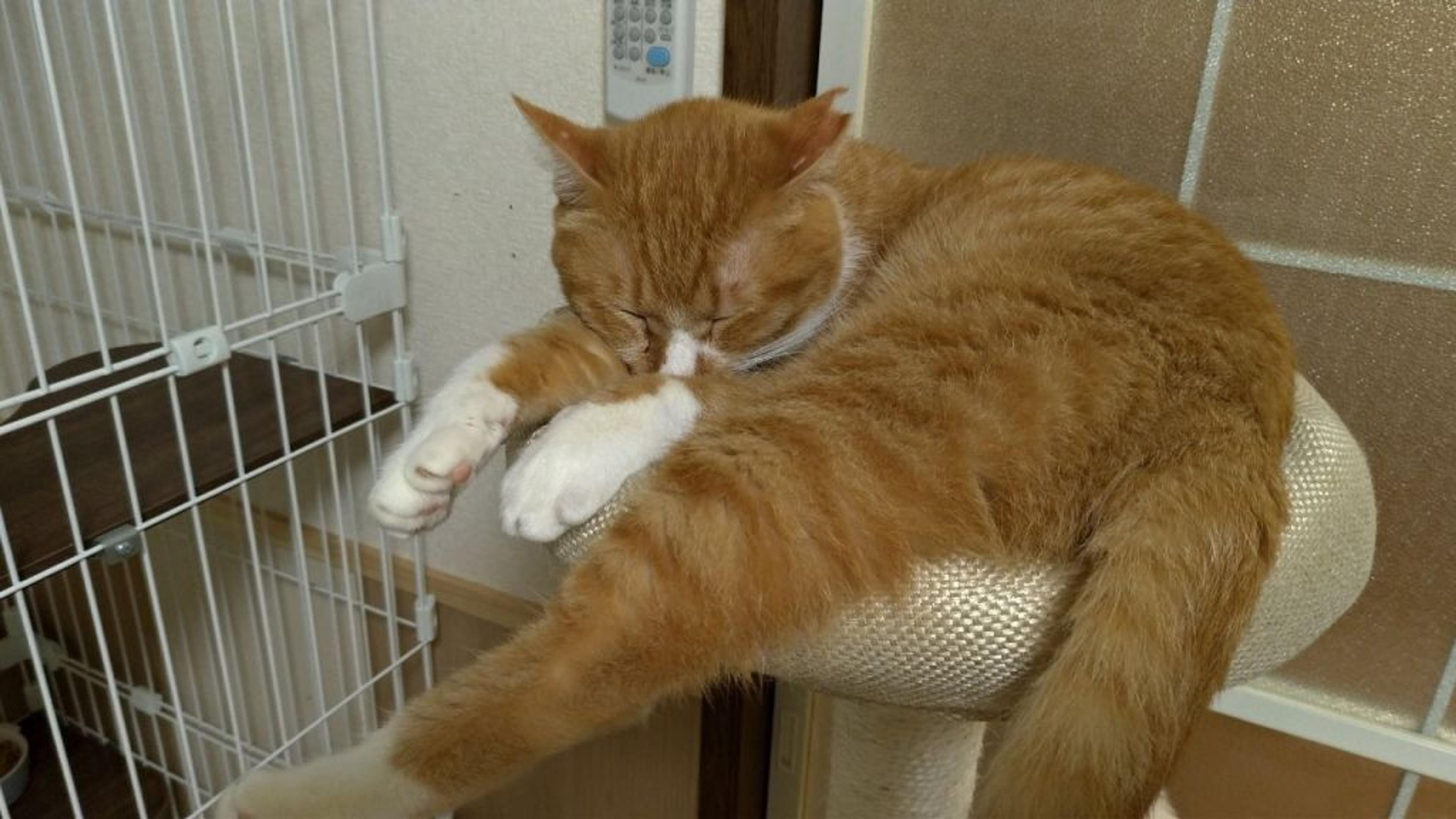 pet-image-8