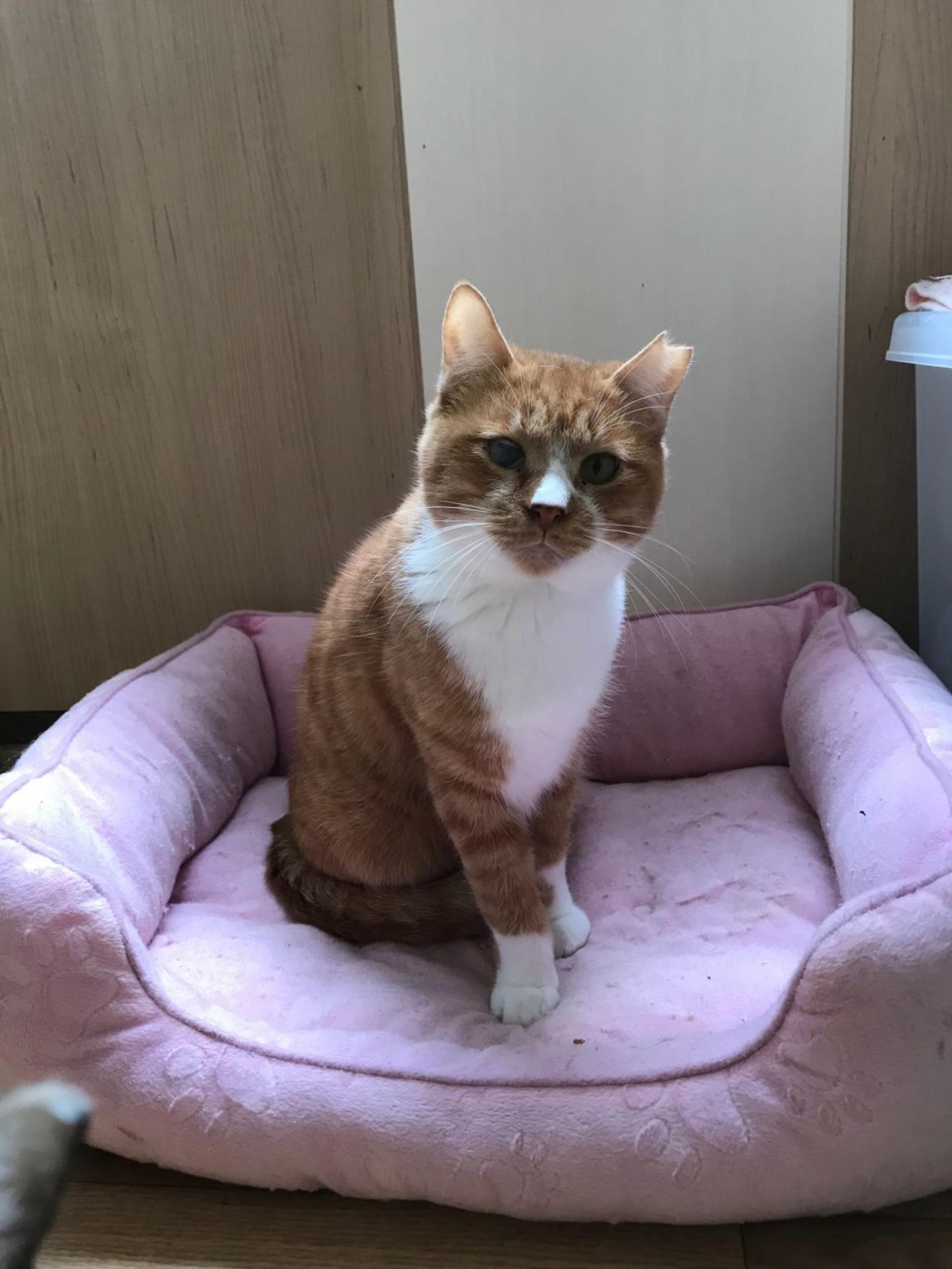 pet-image-9