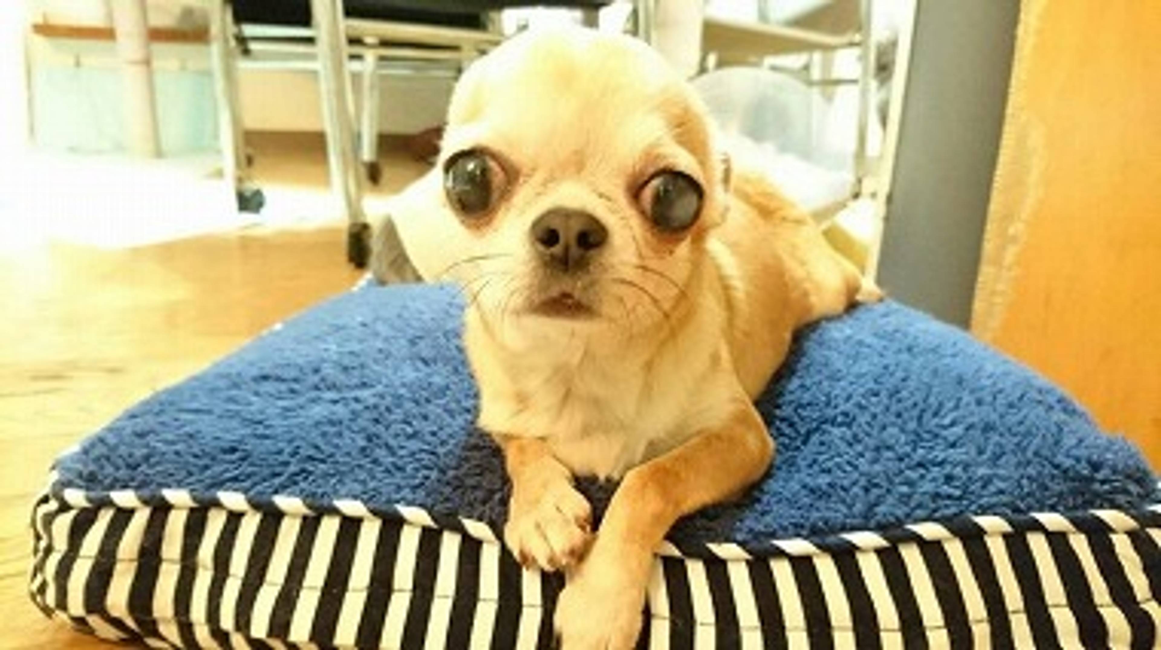チワワ・メスの里親募集の写真
