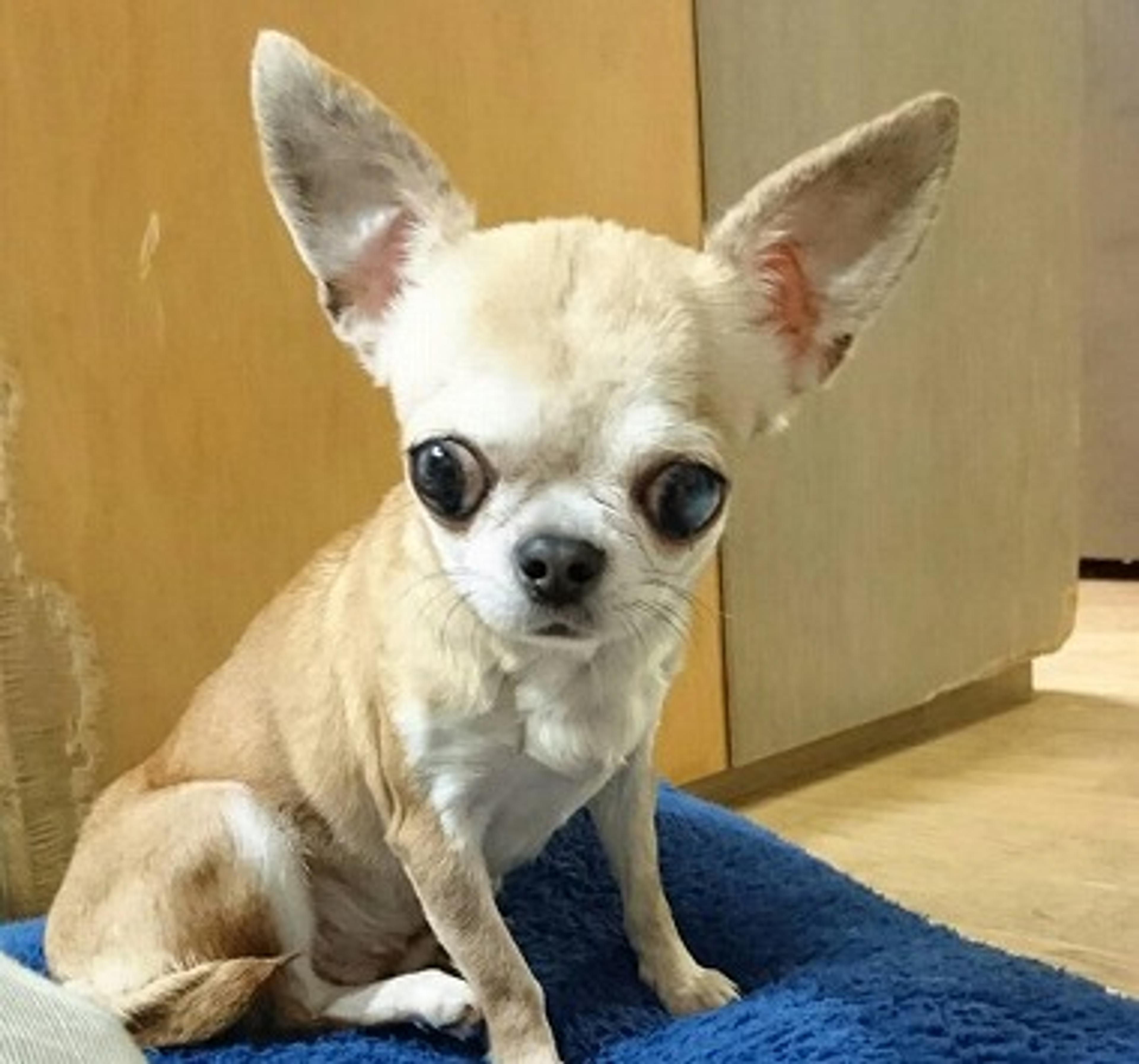 pet-image-2