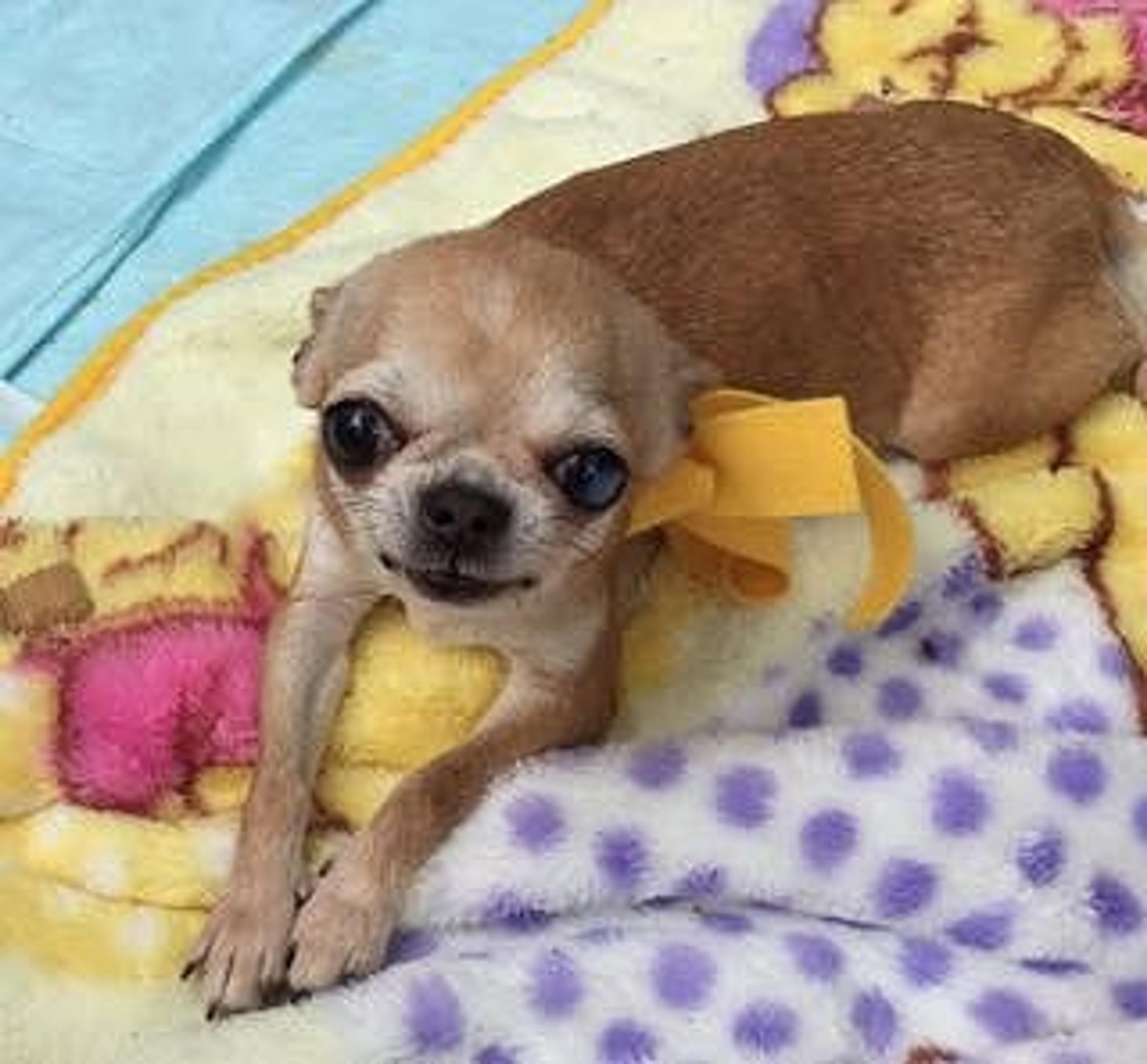 pet-image-3