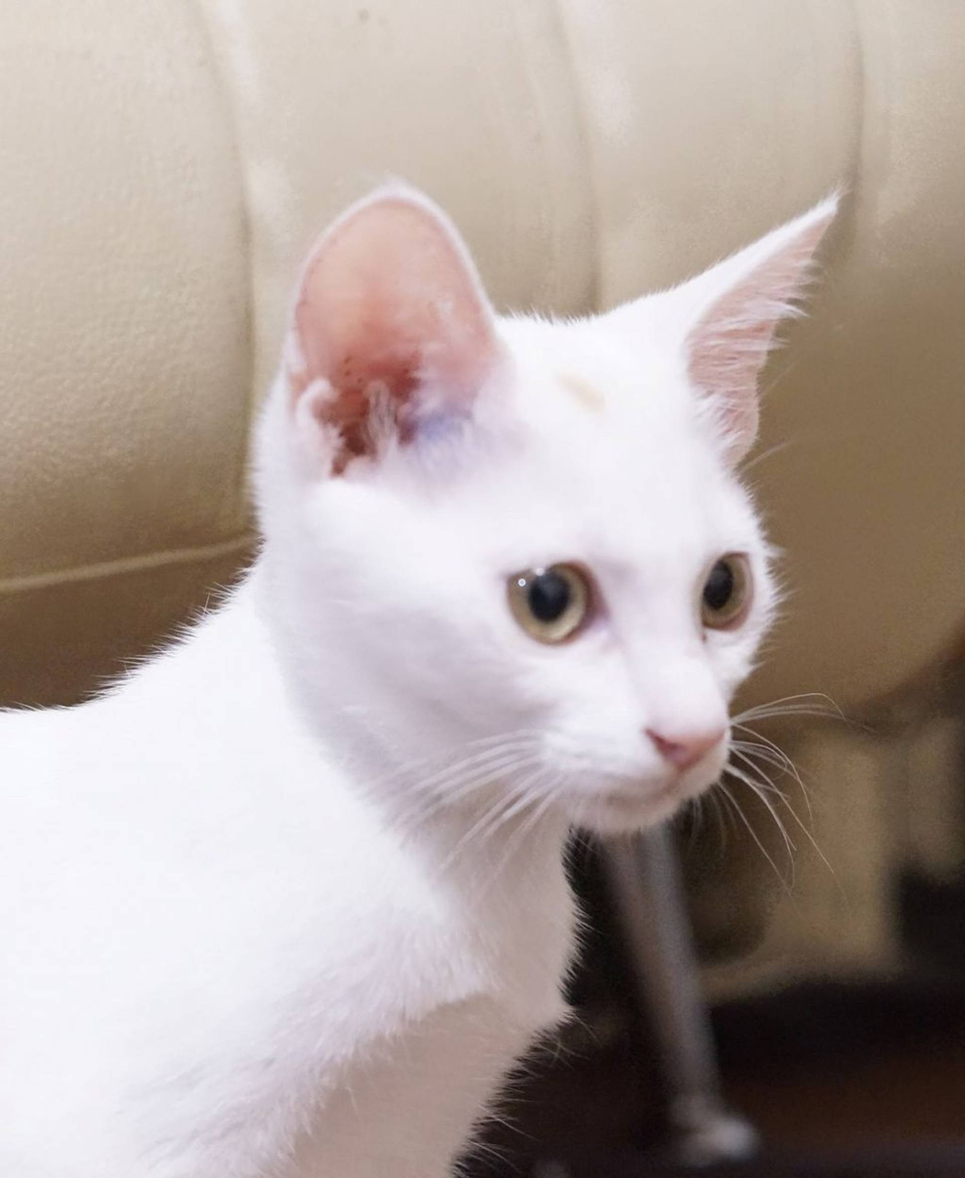 雑種（ミックス猫）・メスの里親募集の写真