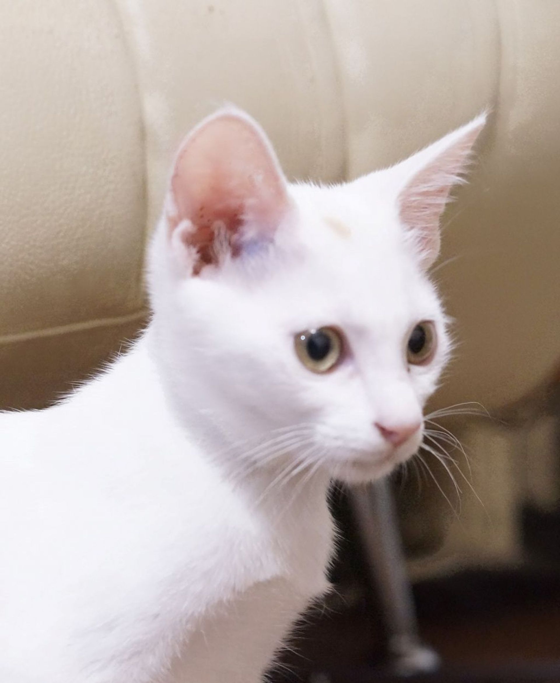 雑種（ミックス猫）・メスの里親募集の写真