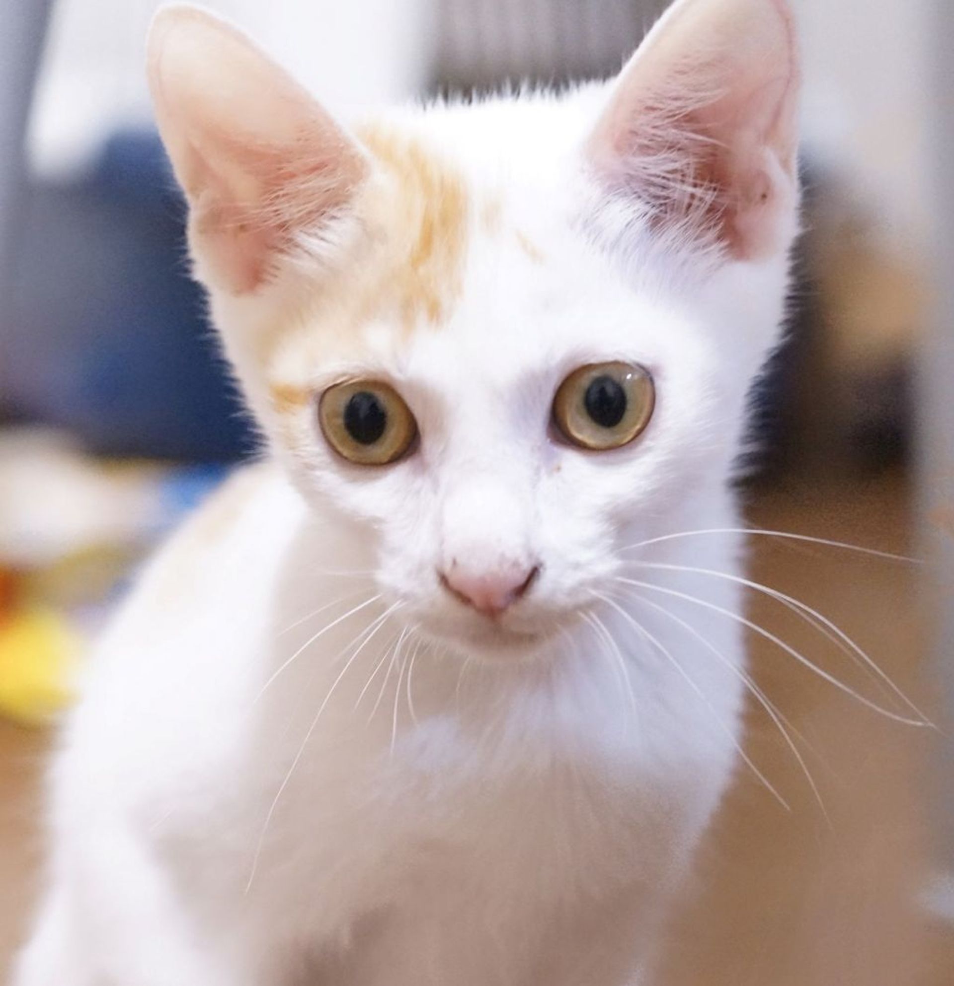雑種（ミックス猫）・メスの里親募集の写真