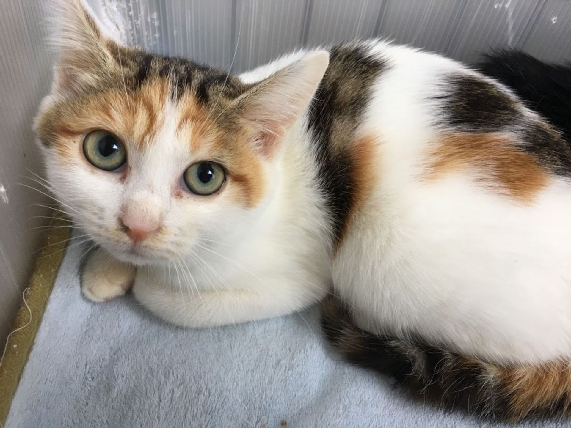 雑種（ミックス猫）・メスの里親募集の写真