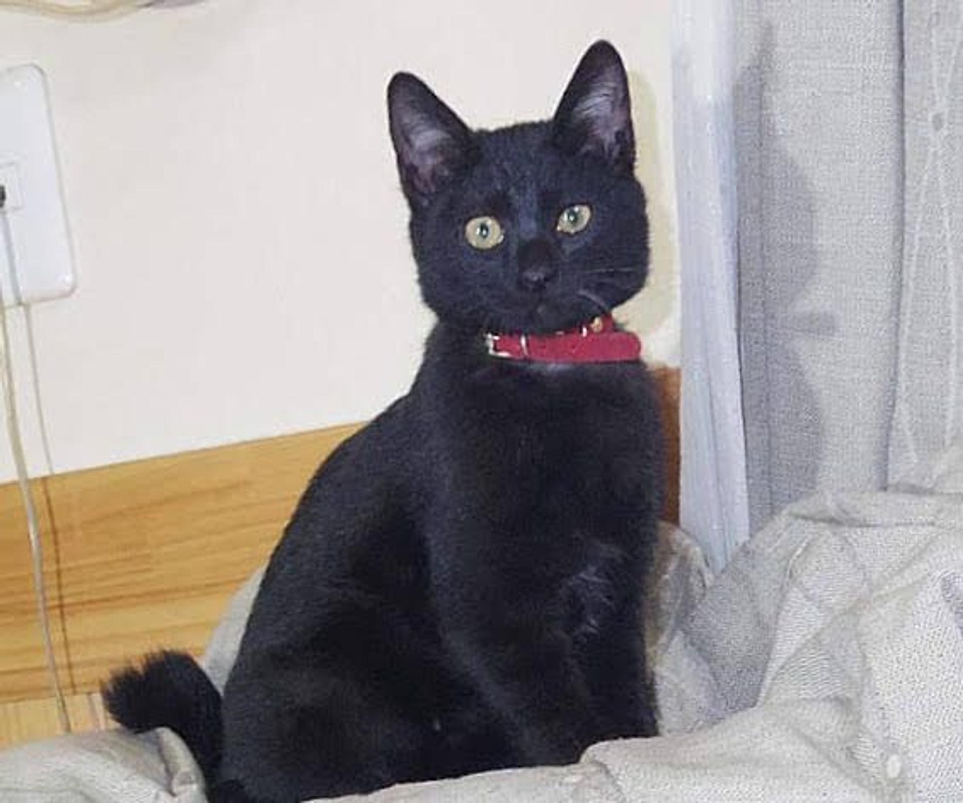 pet-image-2