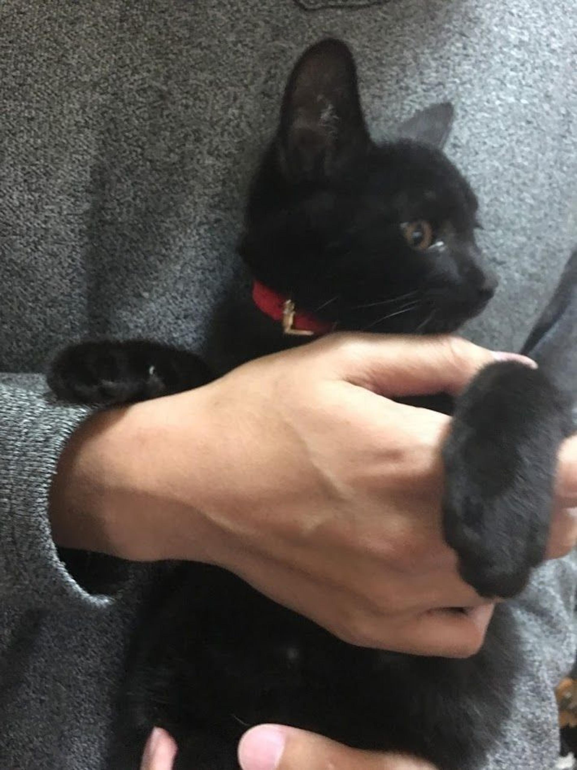 pet-image-3