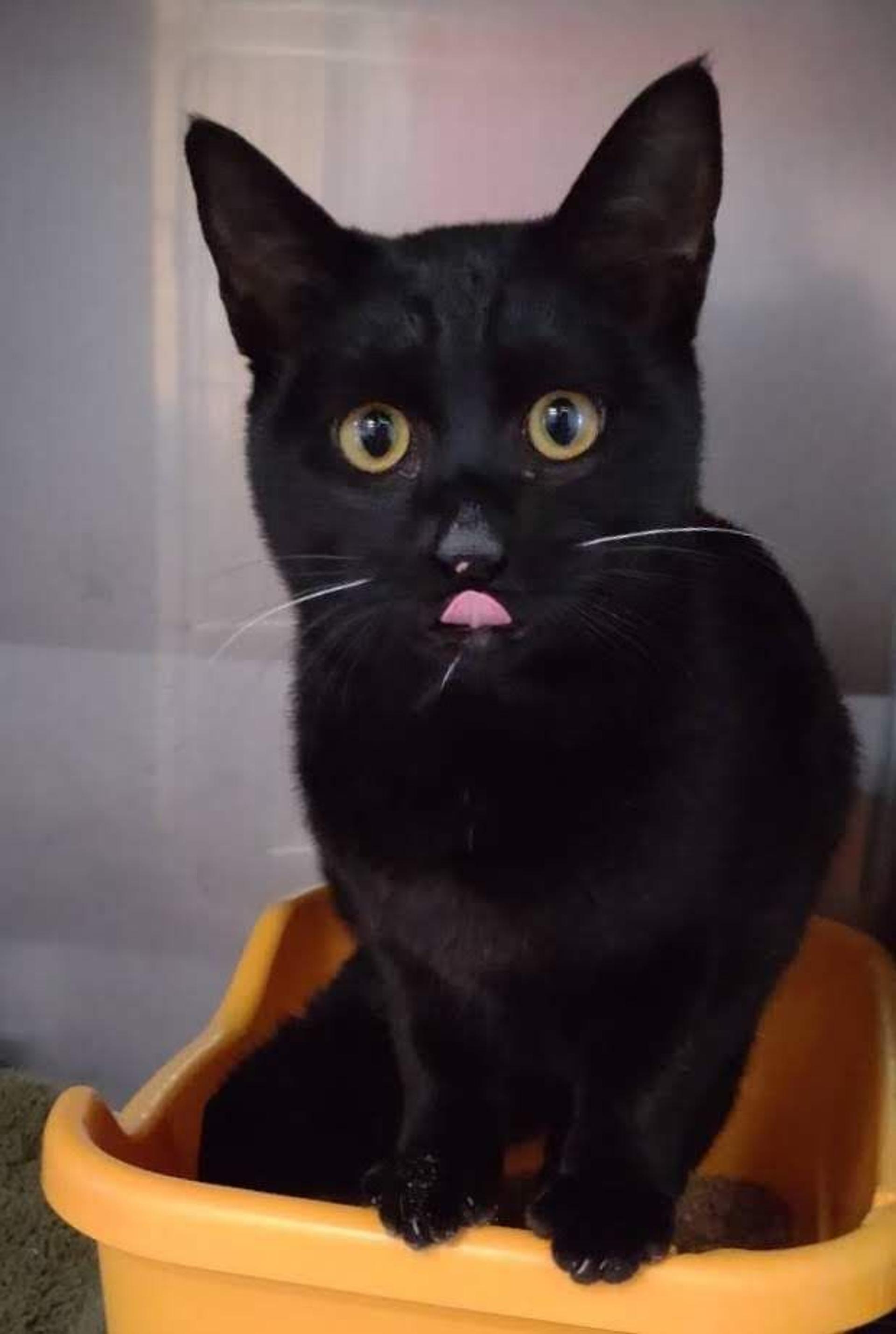 pet-image-3
