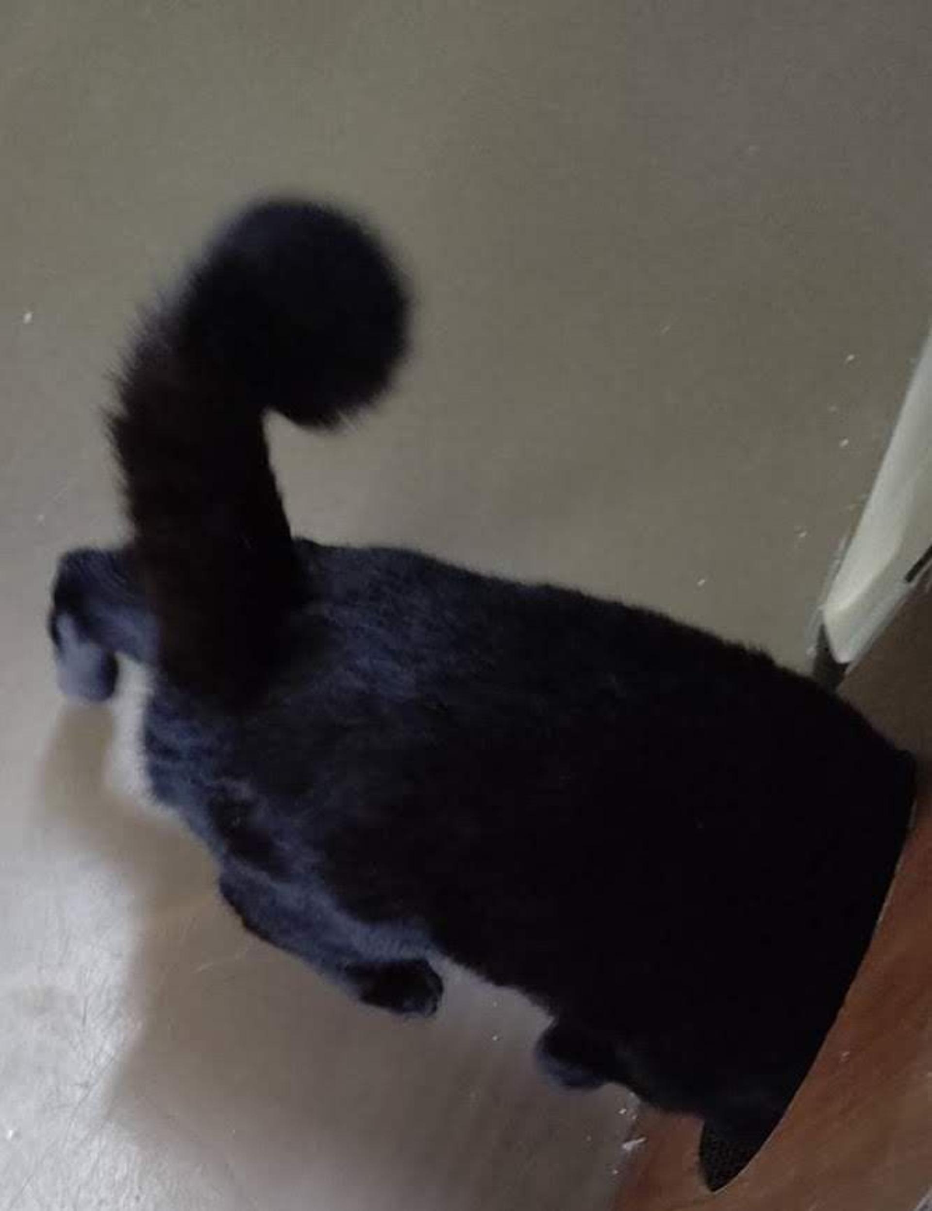 pet-image-4