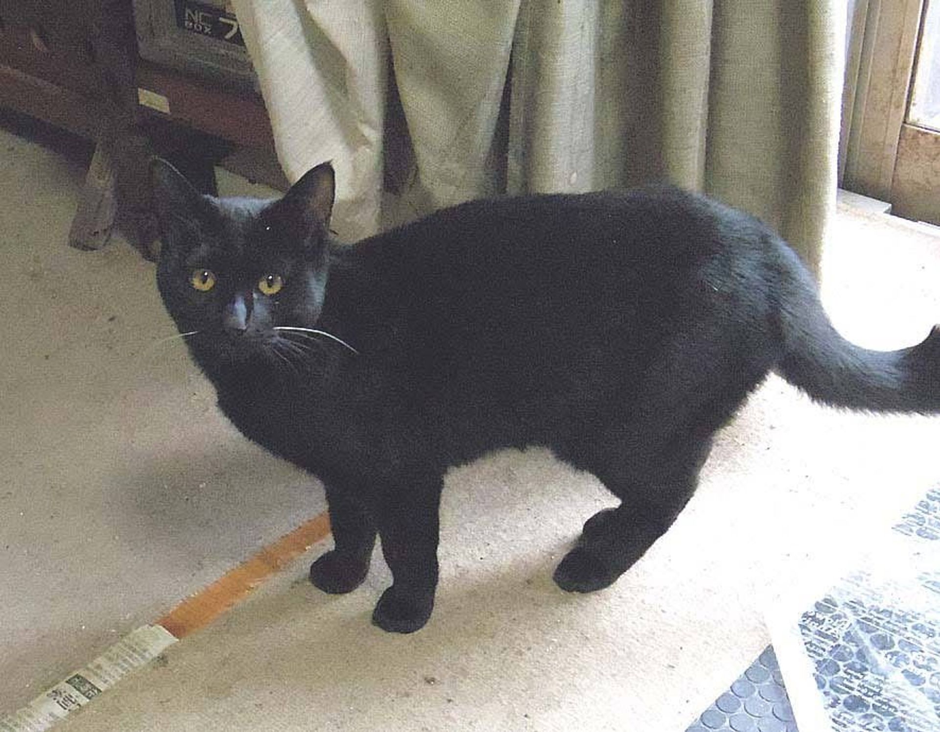 雑種（ミックス猫）・メスの里親募集の写真