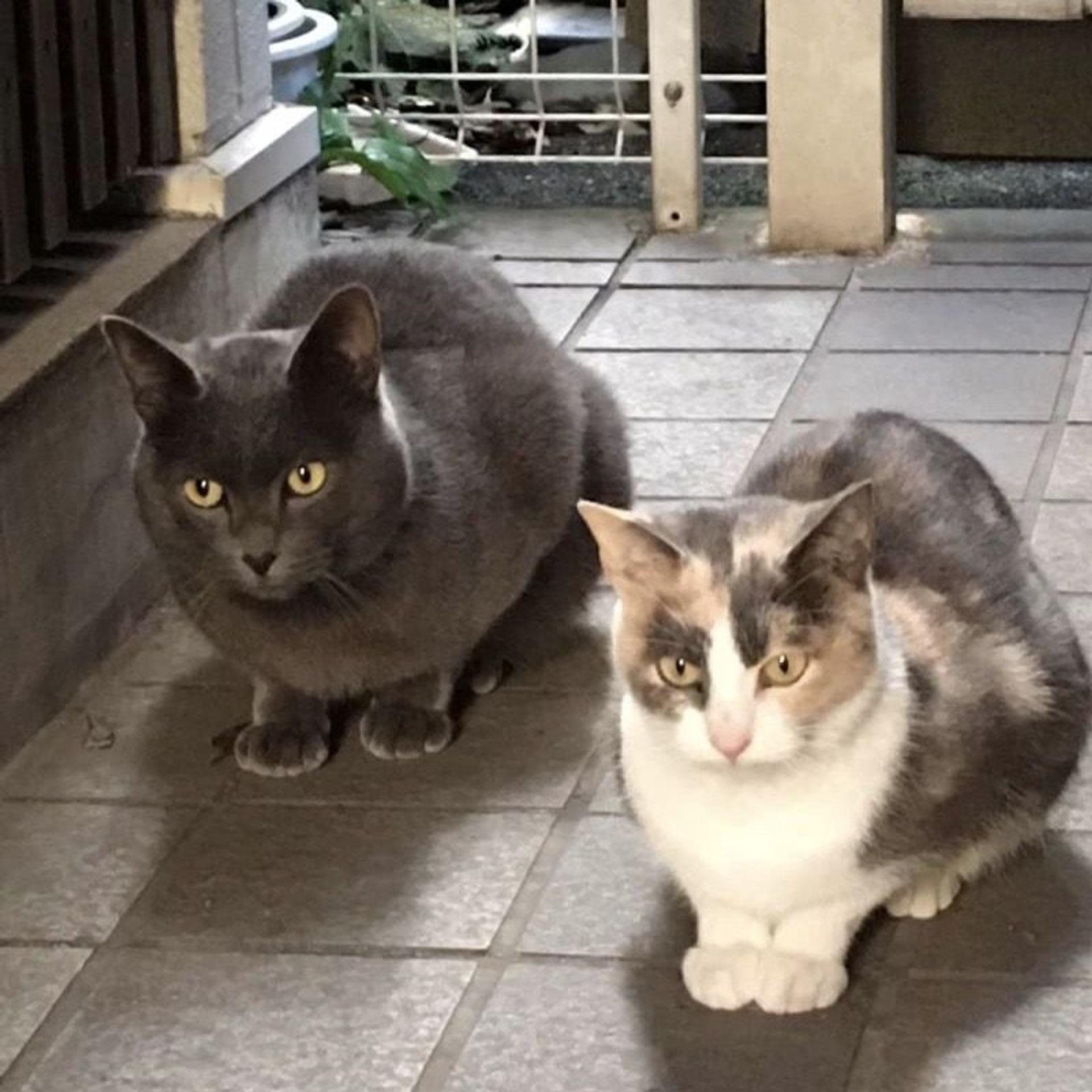 pet-image-5