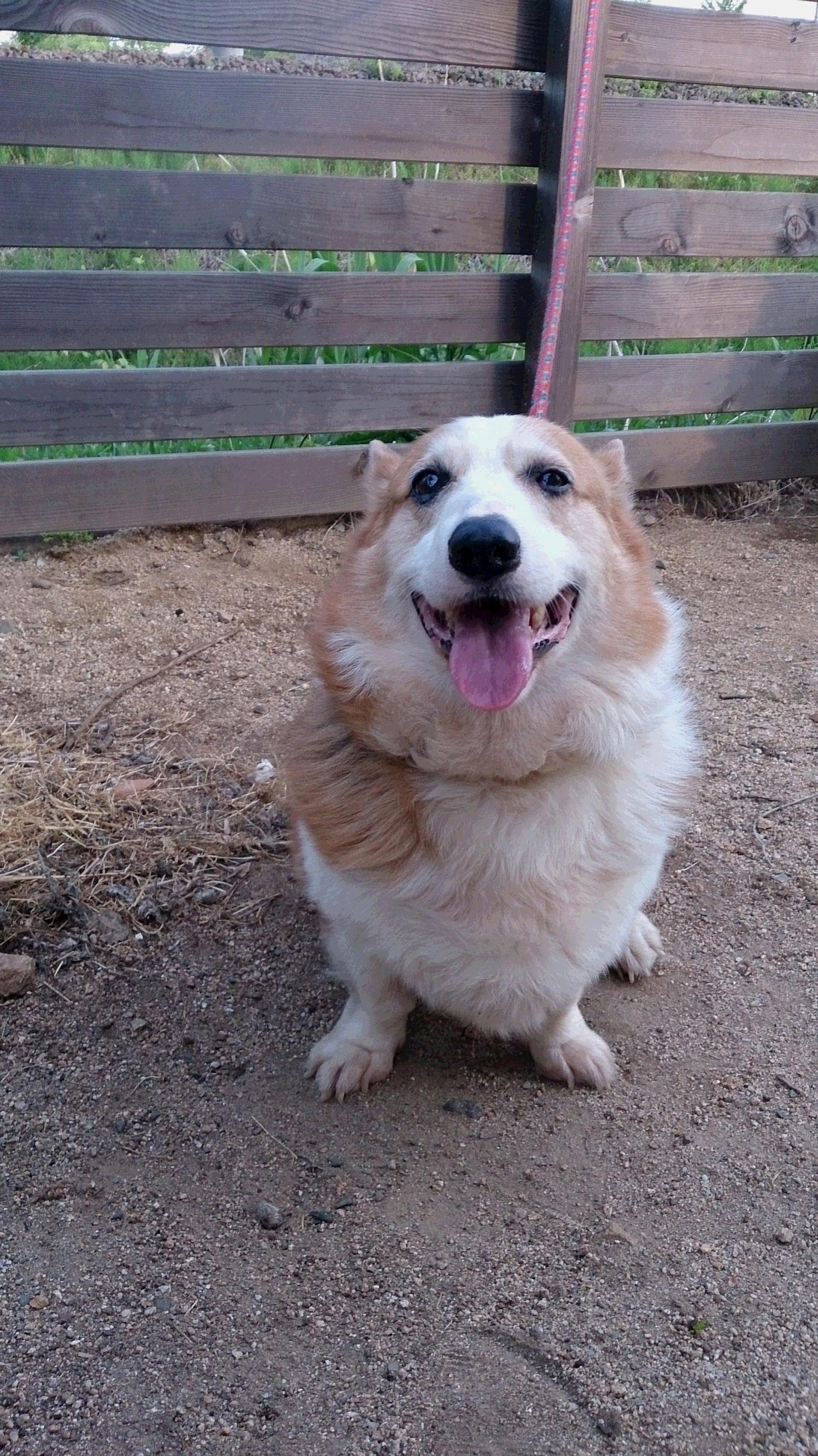 pet-image-3