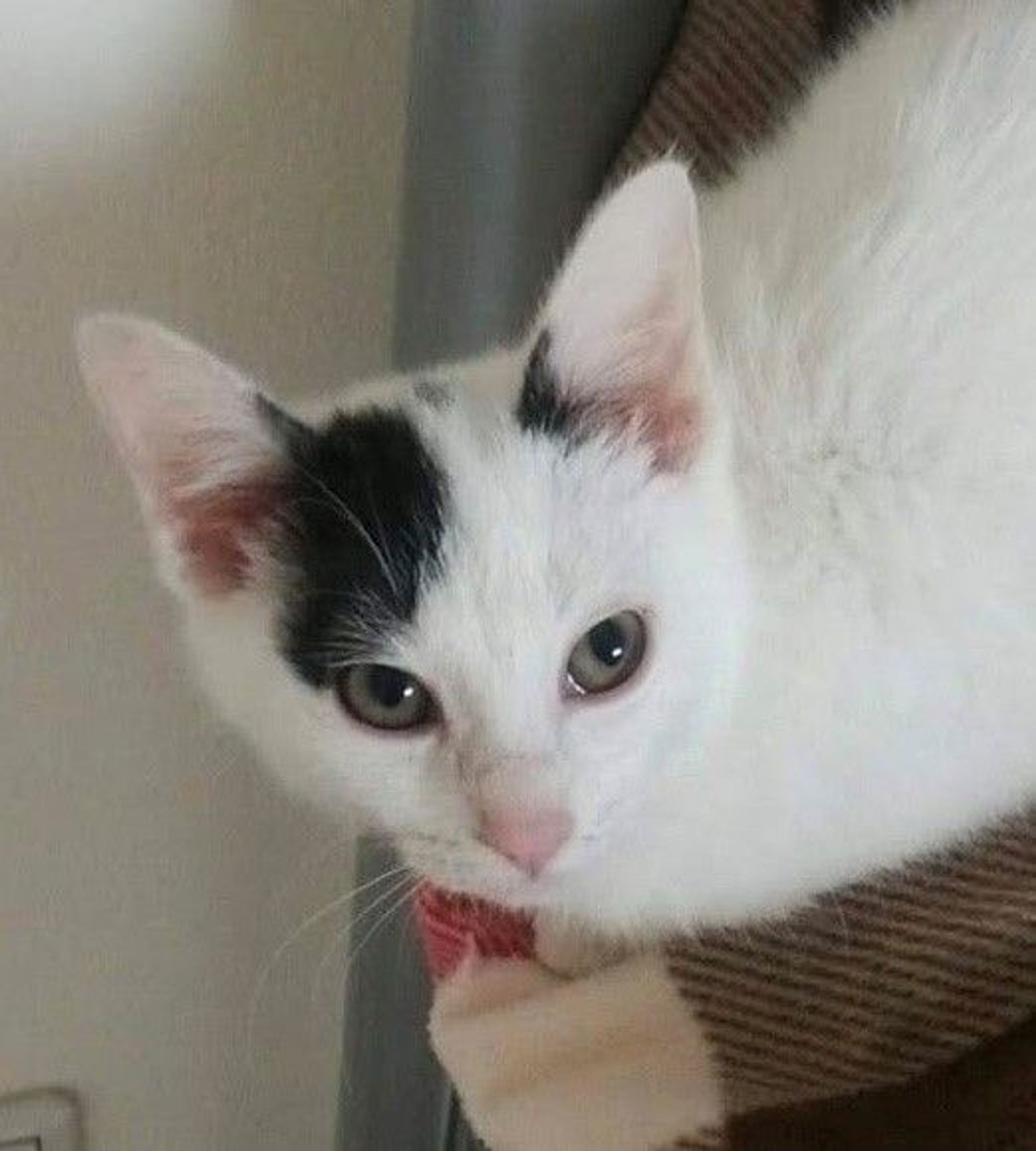 雑種（ミックス猫）・オスの里親募集の写真
