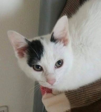 セロの写真