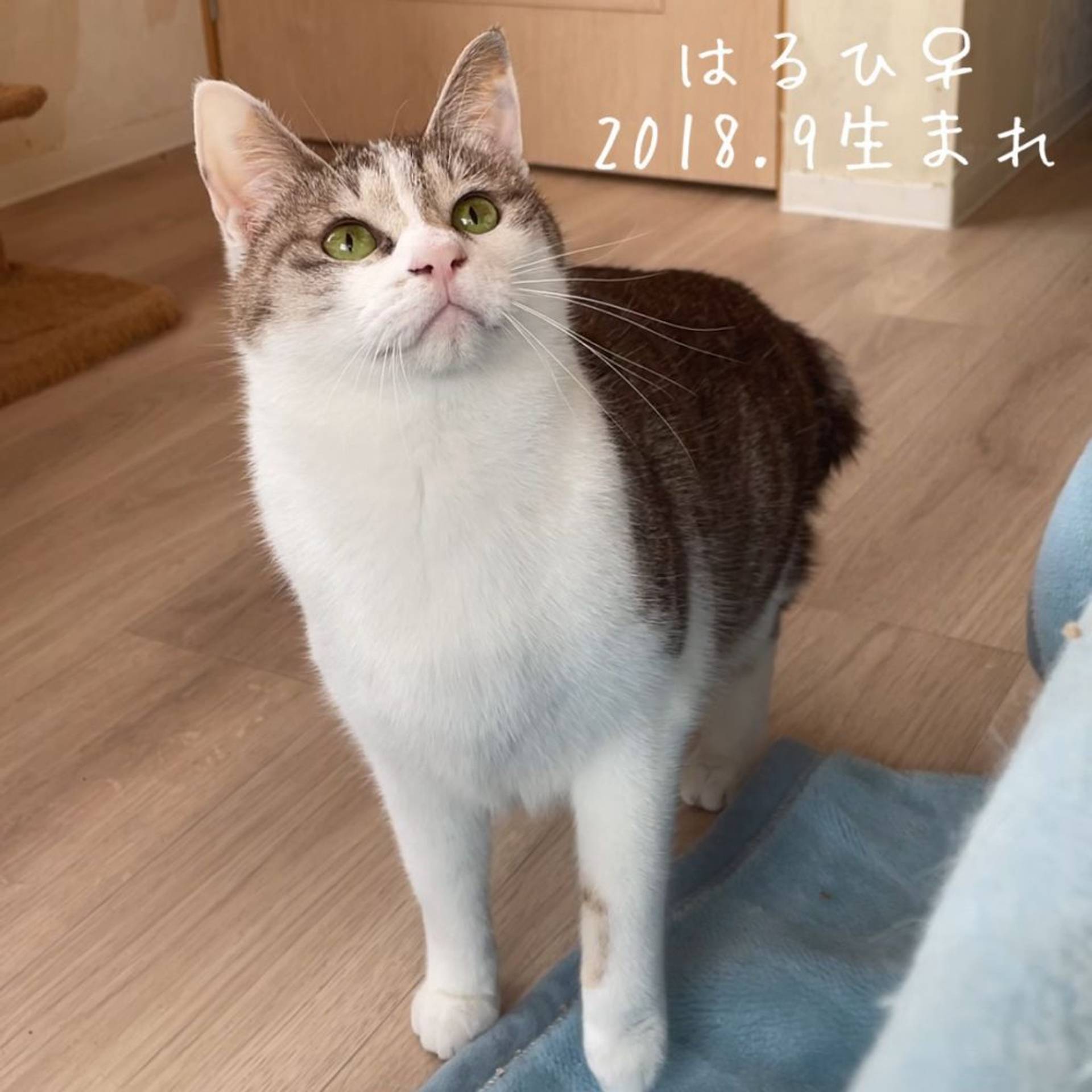 雑種（ミックス猫）・メスの里親募集の写真