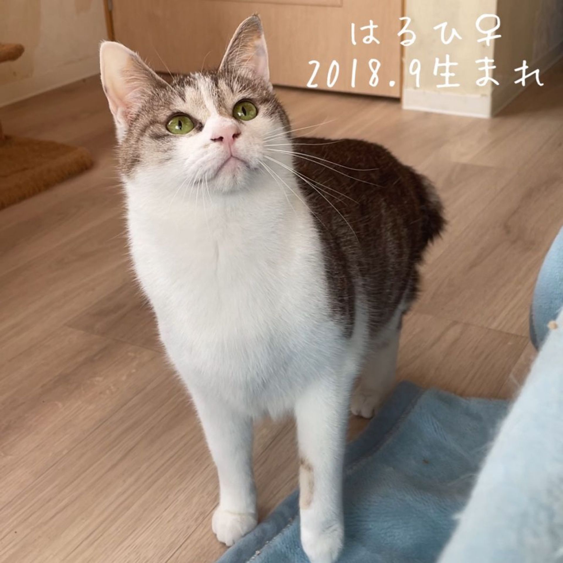 雑種（ミックス猫）・メスの里親募集の写真