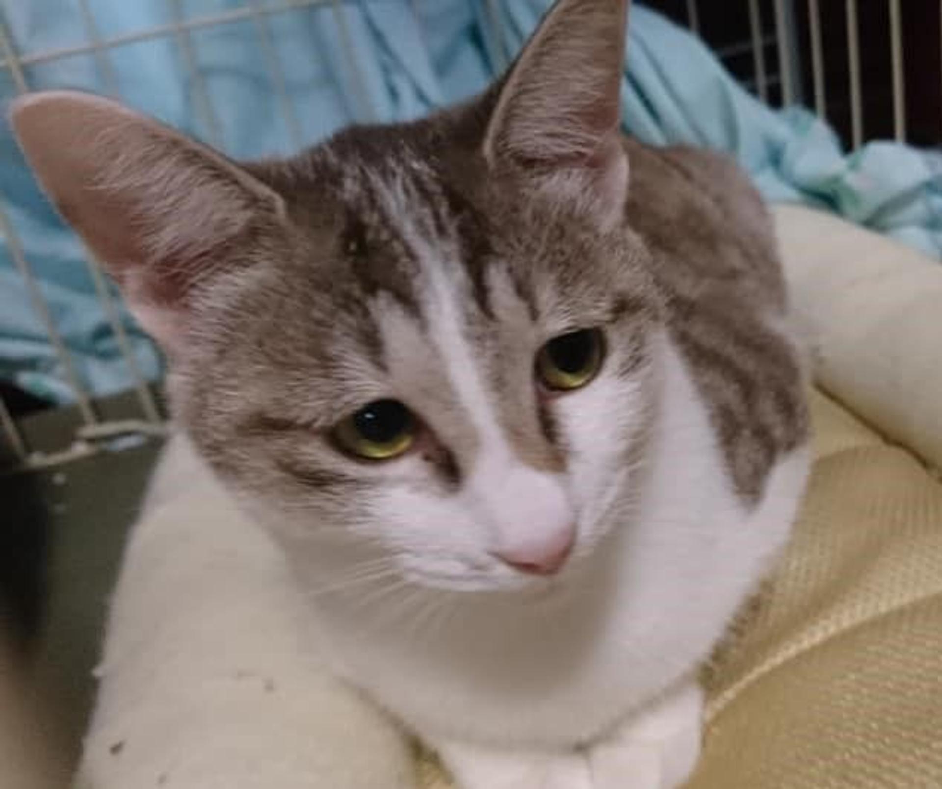 pet-image-2