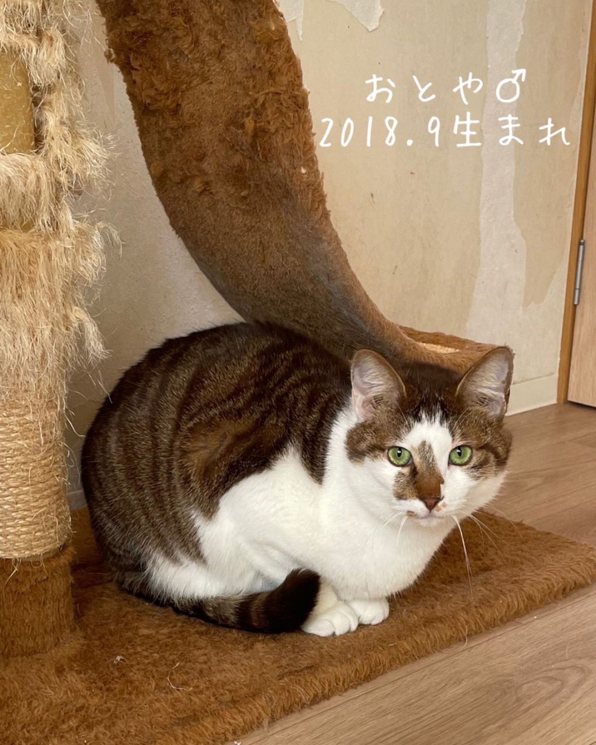 雑種（ミックス猫）・オスの里親募集の写真