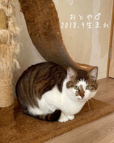 おとやの写真